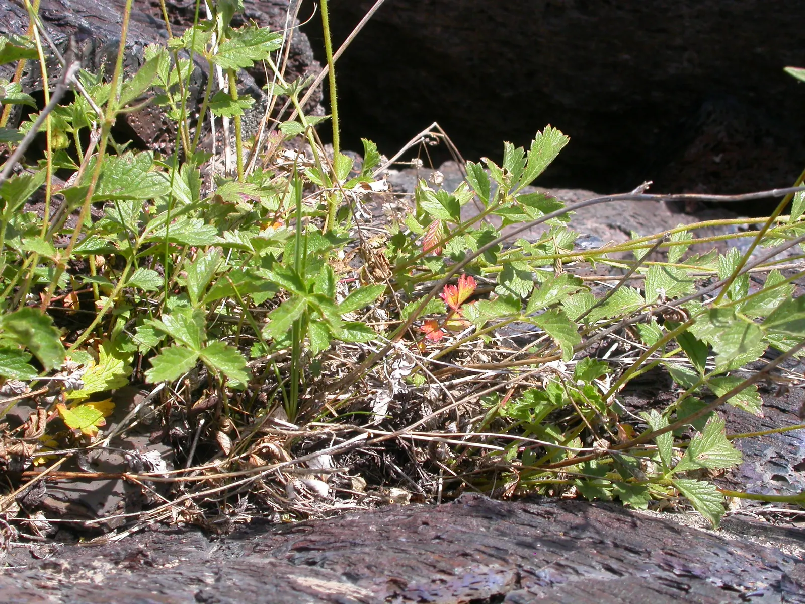 Sticky Cinquefoil (Potentilla Glandulosa) — Sticky Cinquefoil blooms profusely from late spring through to early fall