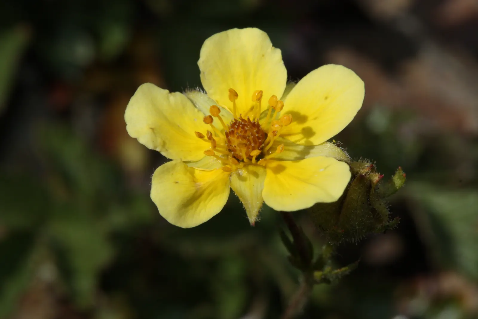 Sticky Cinquefoil (Potentilla Glandulosa) — such as bees and butterflies