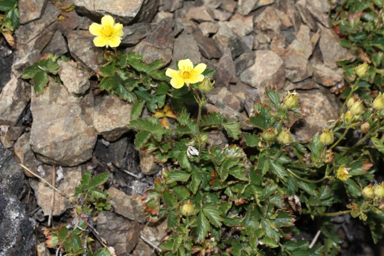 Sticky Cinquefoil (Potentilla Glandulosa) — enhancing the biodiversity in your client's garden.<br><br>Adaptable to a wide range of conditions