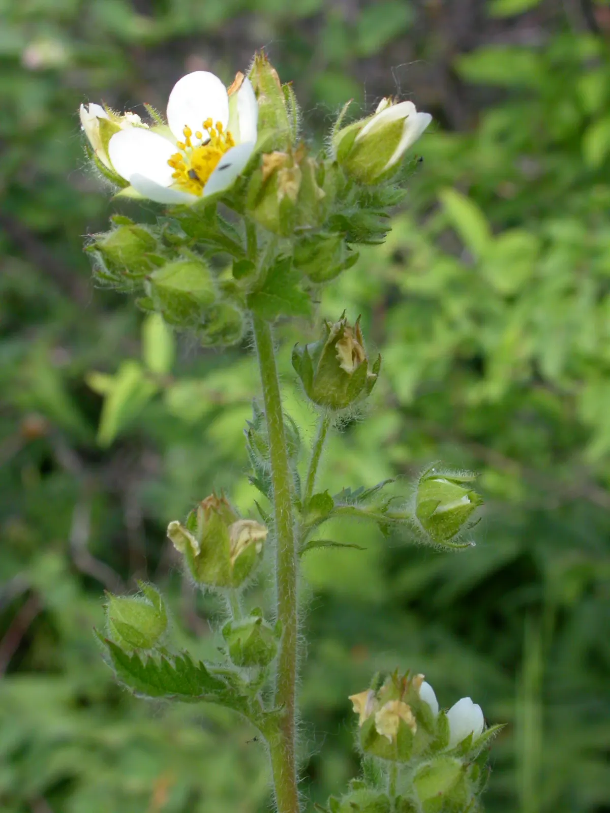 Sticky Cinquefoil (Potentilla Glandulosa) — scientifically known as Potentilla glandulosa