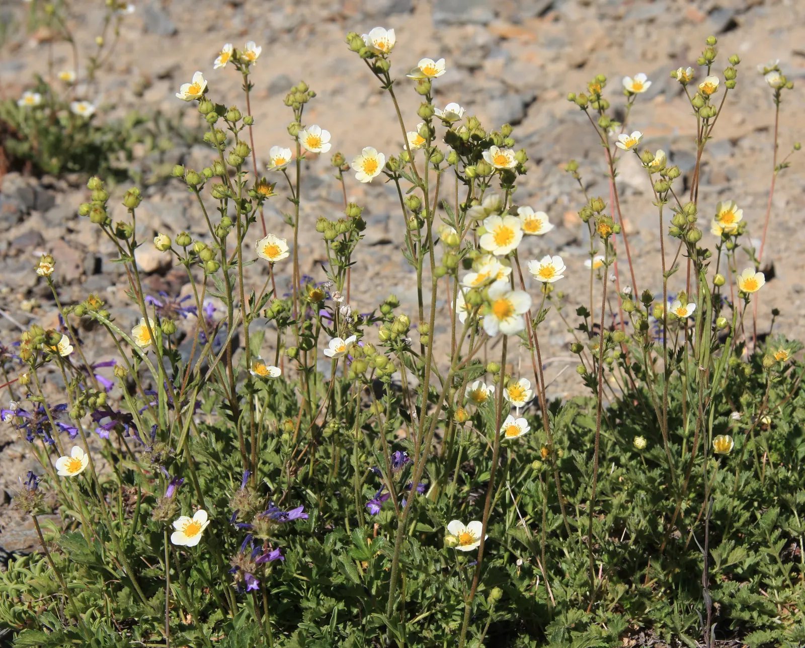 Sticky Cinquefoil (Potentilla Glandulosa) — Blooming occurs from late spring to fall, attracting pollinators