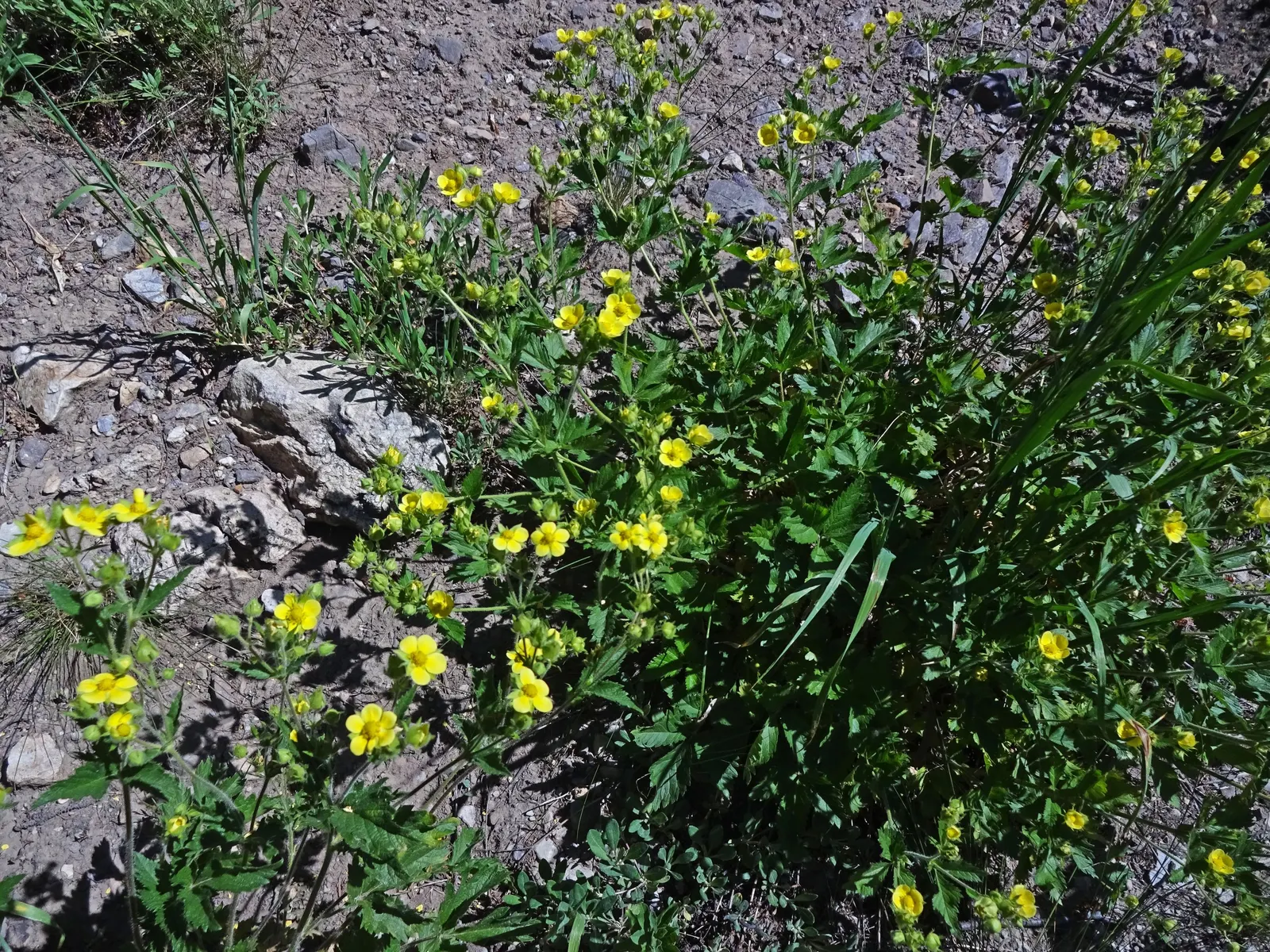 Sticky Cinquefoil (Potentilla Glandulosa) — yellow flowers in the garden