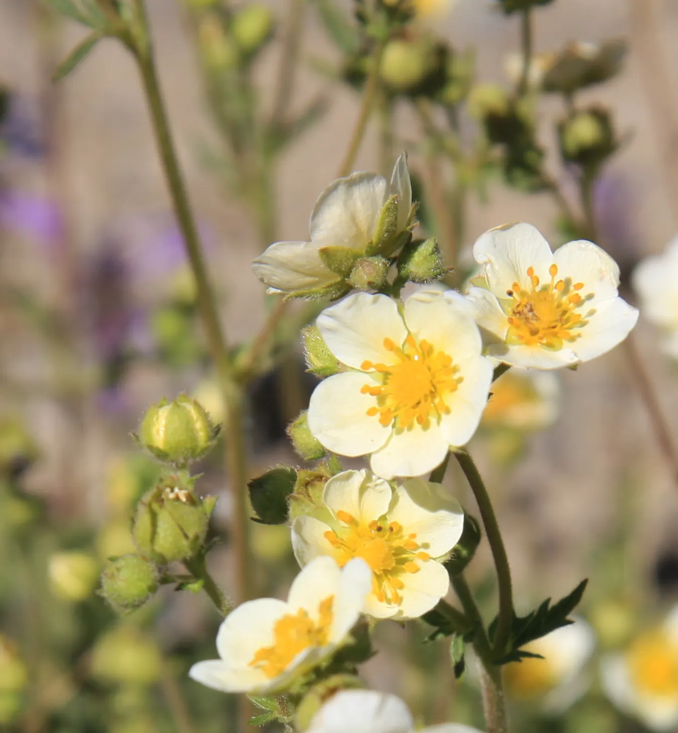 Sticky Cinquefoil (Potentilla Glandulosa) — commonly called Sticky Cinquefoil