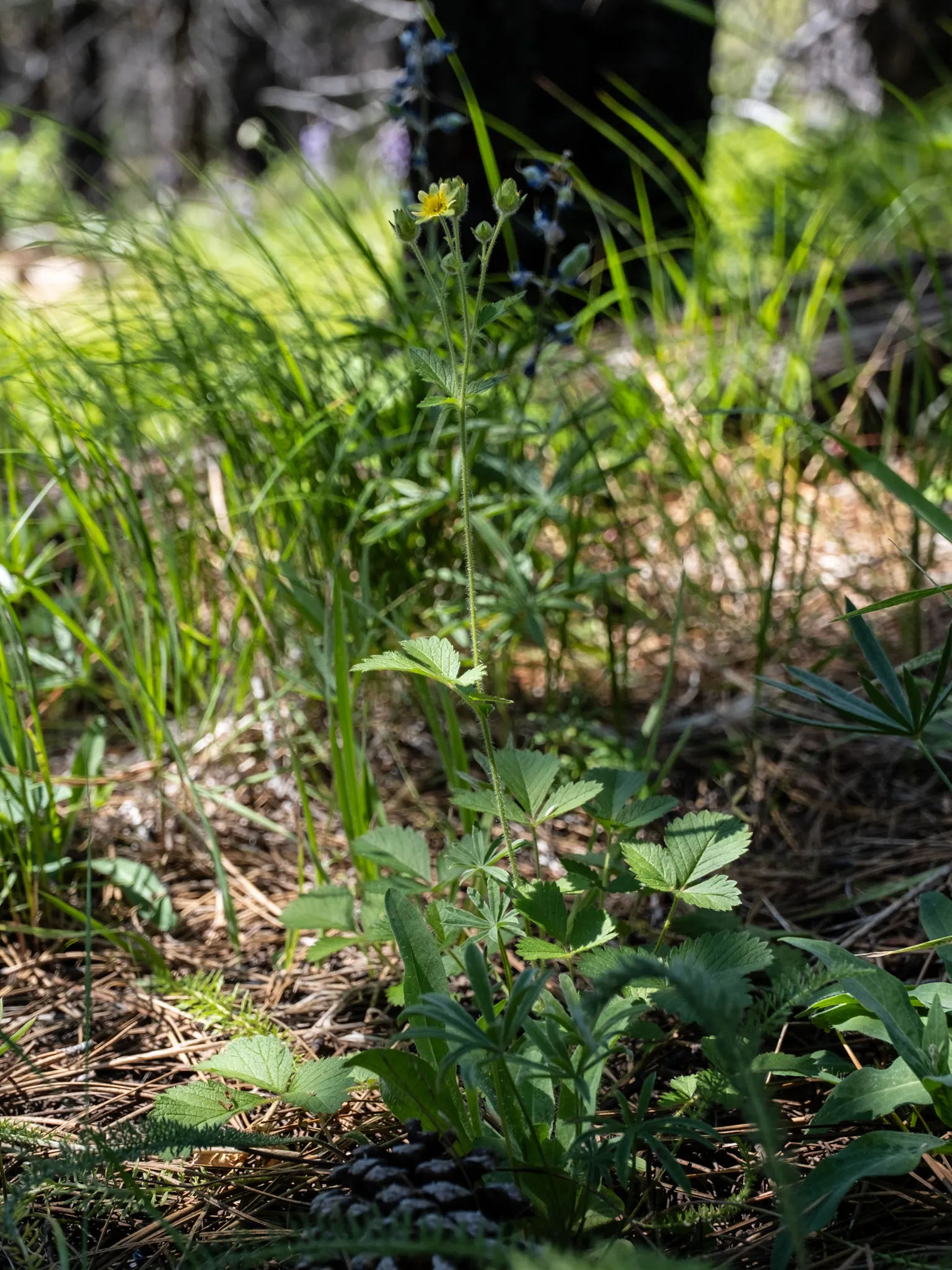Sticky Cinquefoil (Potentilla Glandulosa) — Prefers full sun to partial shade and well-drained soils