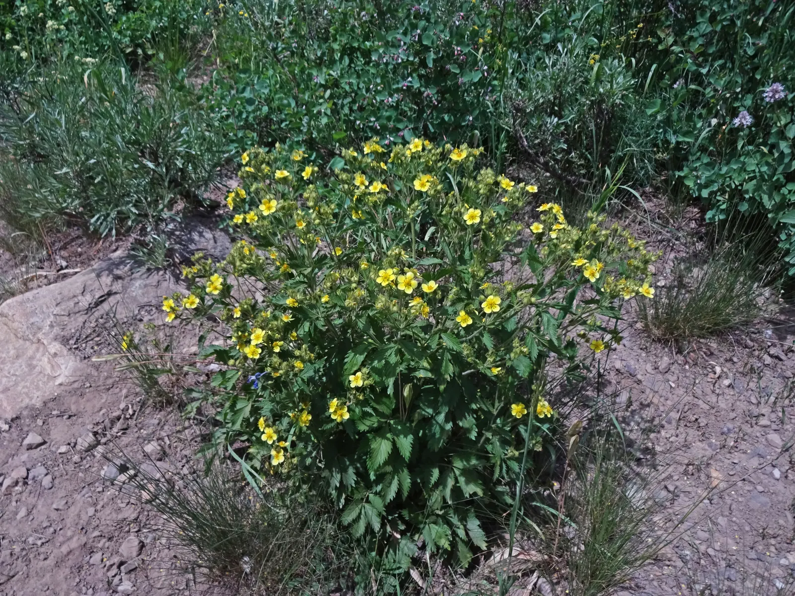 Sticky Cinquefoil (Potentilla Glandulosa) — Its distinctive palmate leaves, which exude a sticky substance, tend to cluster at the base