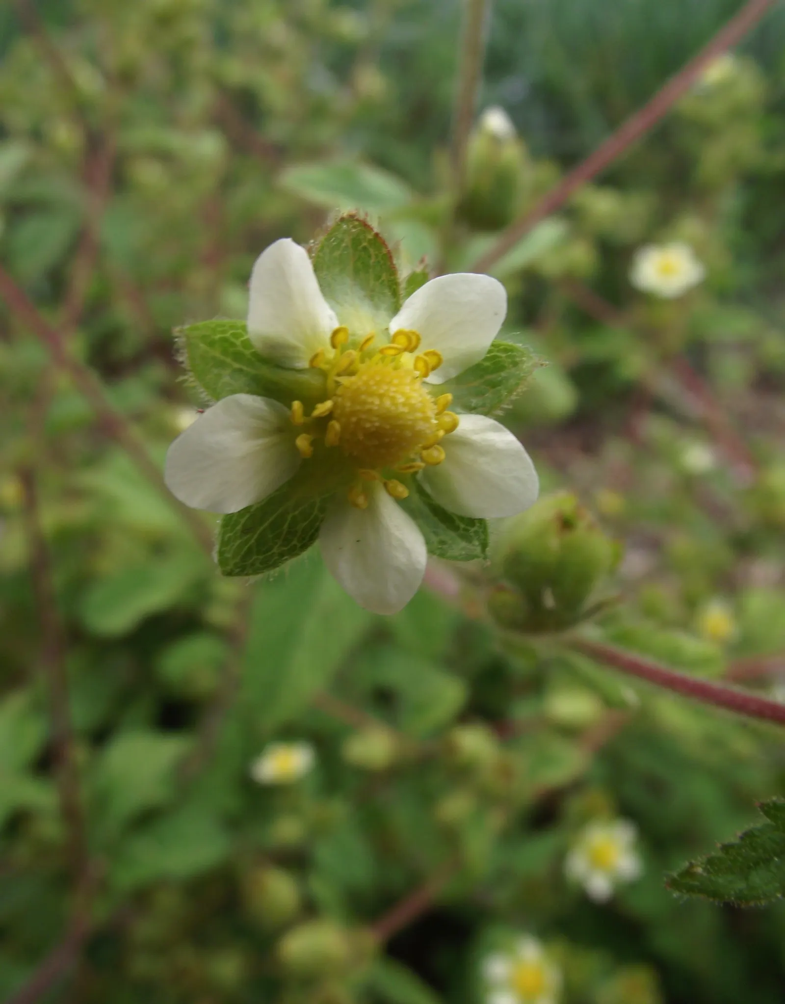 Sticky Cinquefoil (Potentilla Glandulosa) — Potentilla glandulosa promises to be a delightful and enduring addition to your client's garden ecosystem