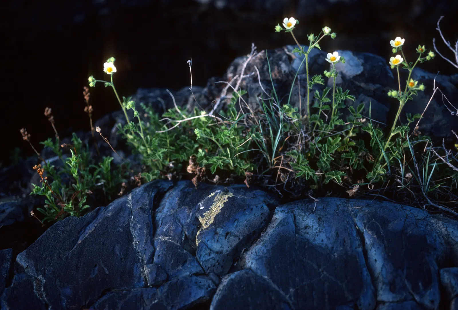 Sticky Cinquefoil (Potentilla Glandulosa) — spread-out look that's perfect for filling gaps or softening edges in any design