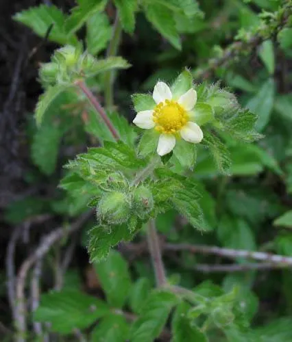 Sticky Cinquefoil (Potentilla Glandulosa) — With its alluring flowers and resilient nature