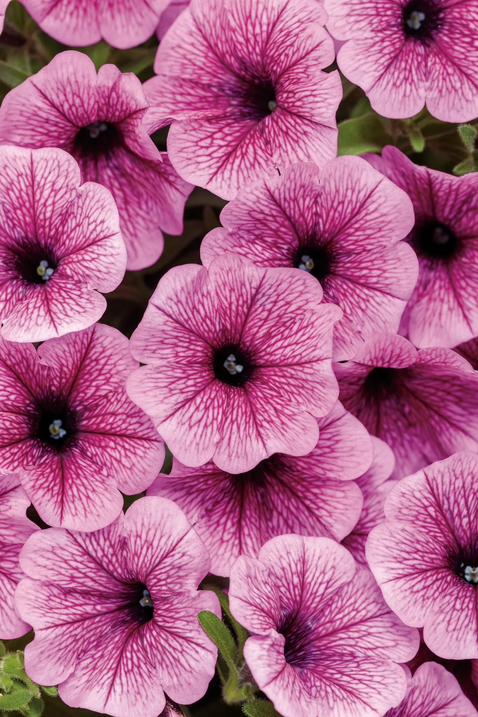 Plum Veined Petunia — It grows 6-12 inches tall and spreads 18-24 inches