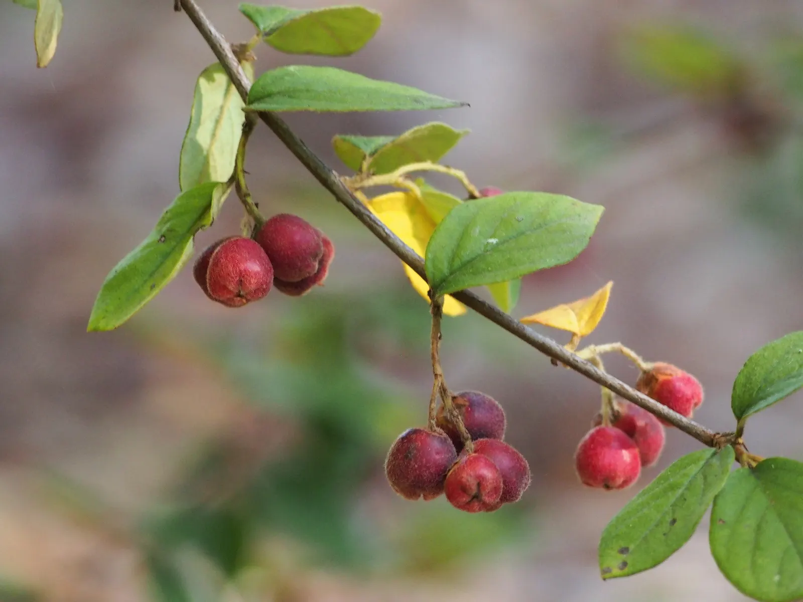 Gray Cotoneaster (Cotoneaster Franchetii) — In late spring to early summer