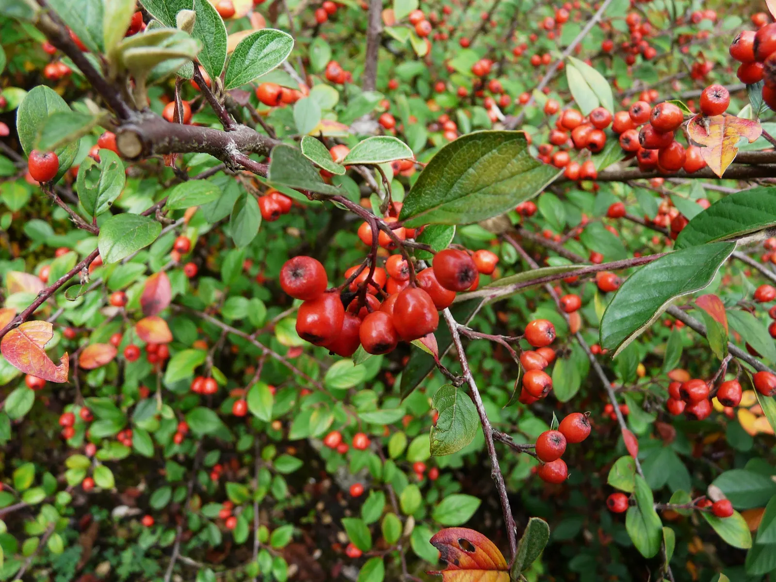 Gray Cotoneaster (Cotoneaster Franchetii) — shrub for full