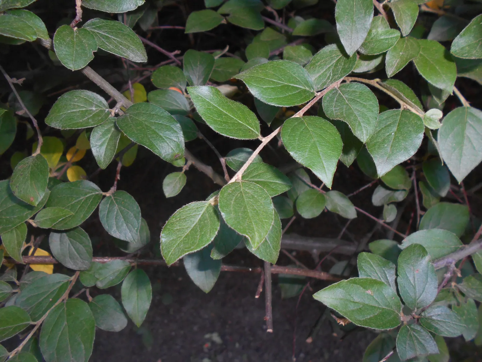 Gray Cotoneaster (Cotoneaster Franchetii) — white flowers in the garden