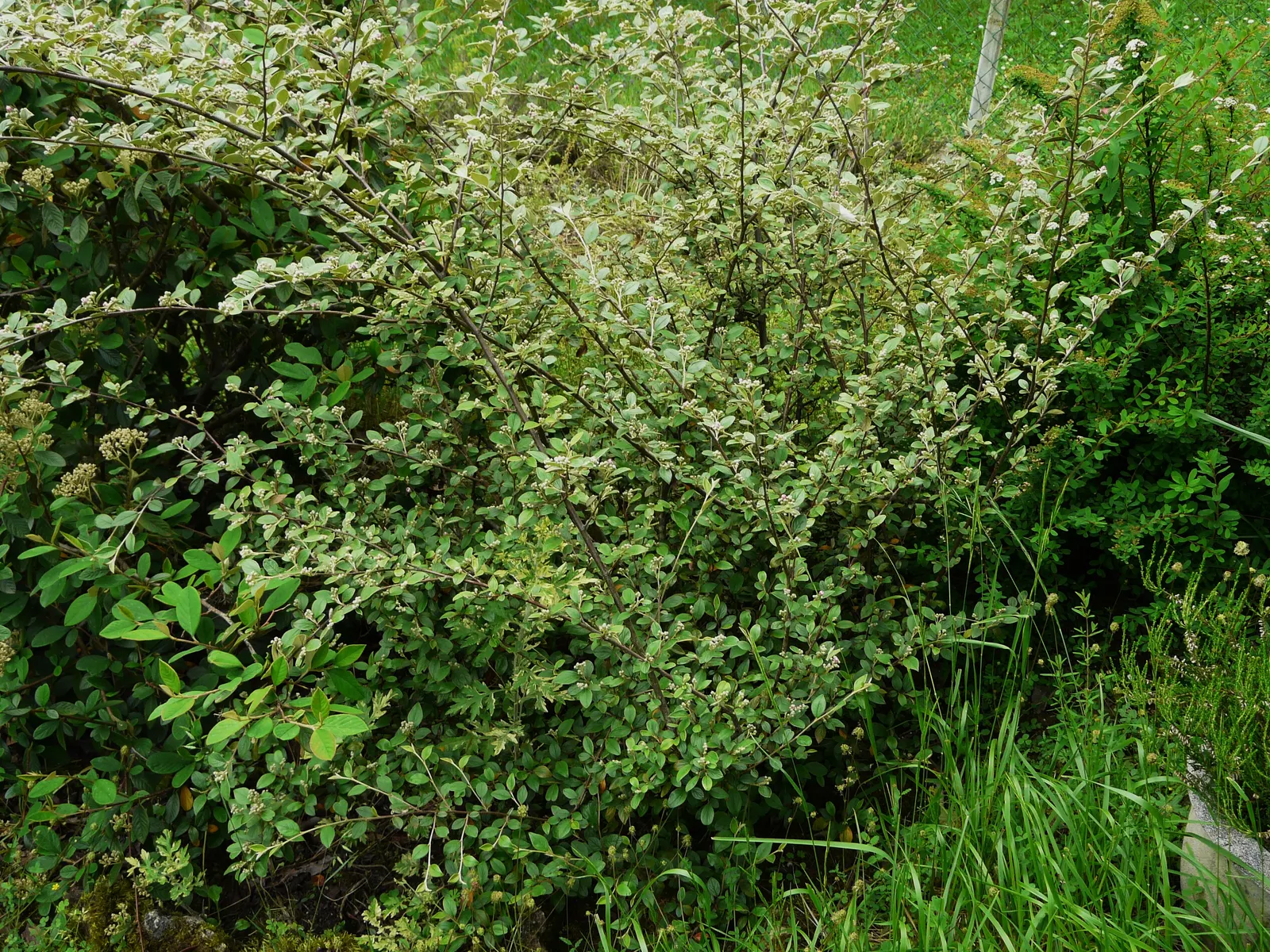 Gray Cotoneaster (Cotoneaster Franchetii) — which are approximately 0.2 to 0.3 inches in diameter