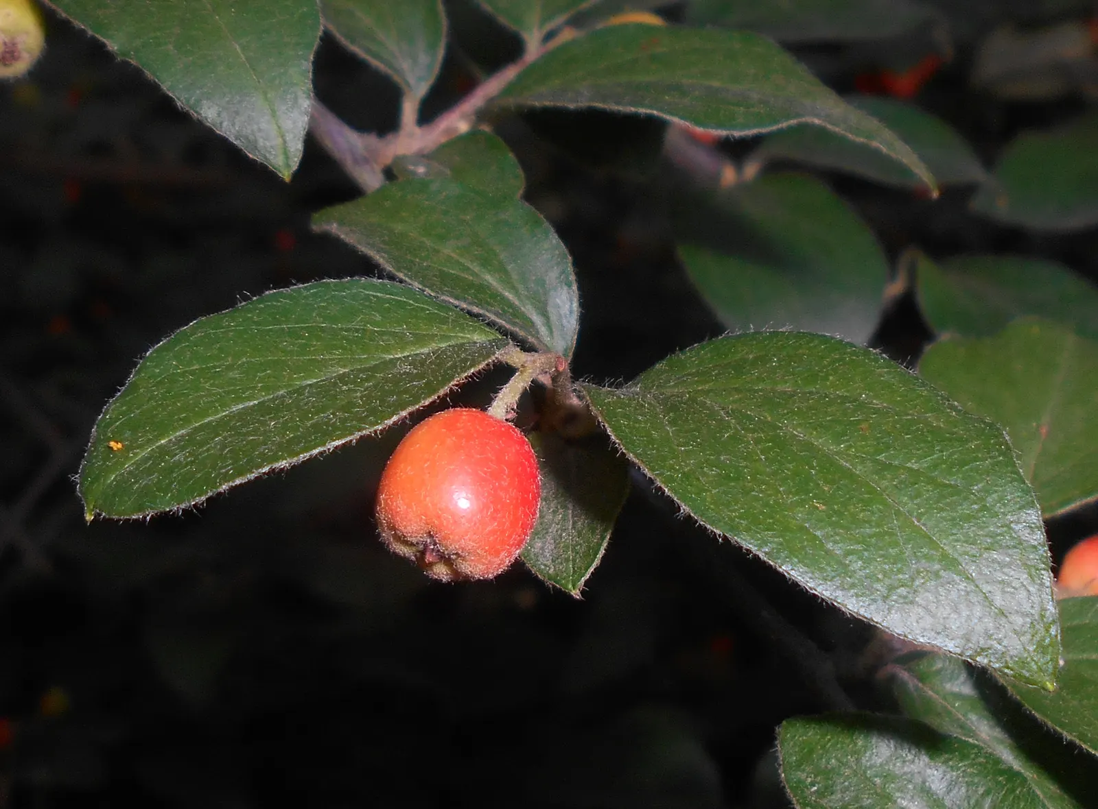 Gray Cotoneaster (Cotoneaster Franchetii) — evergreen shrub reaching 6 to 10 feet tall and wide; which are approximately 0.2 to 0.3 inches in diameter