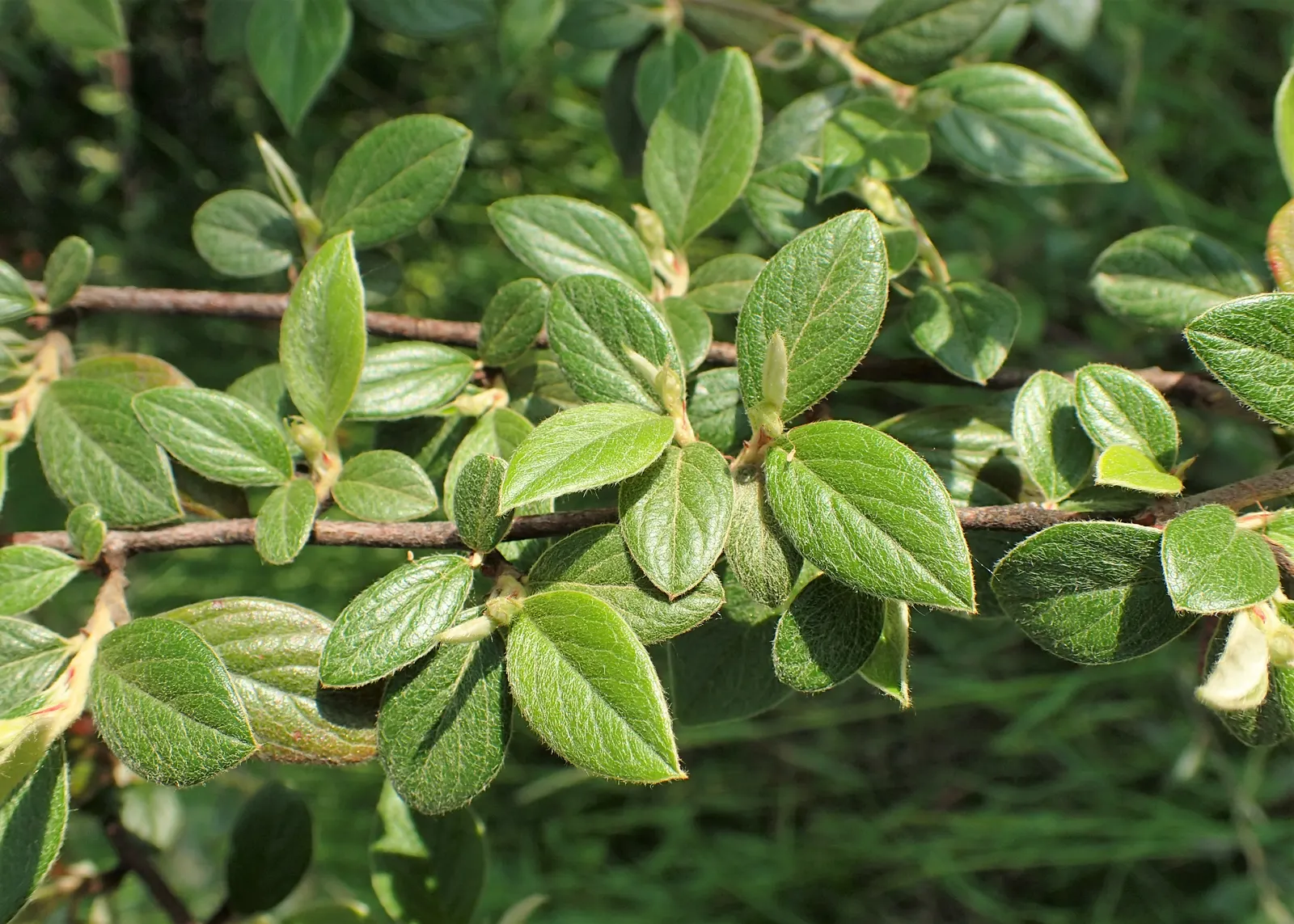 Gray Cotoneaster (Cotoneaster Franchetii) — Ideal for hedges or mass plantings, it offers year-round interest and is drought-tolerant once established