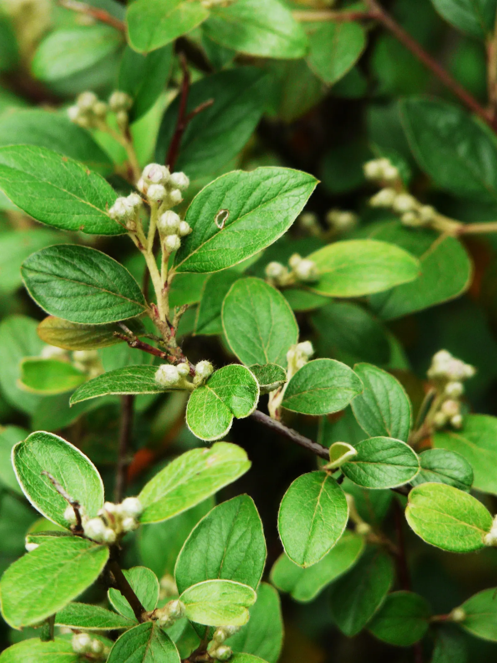 Gray Cotoneaster (Cotoneaster Franchetii) — which are approximately 0.2 to 0.3 inches in diameter; 1 to 1.5 inch ovate leaves with a distinctive gray-green