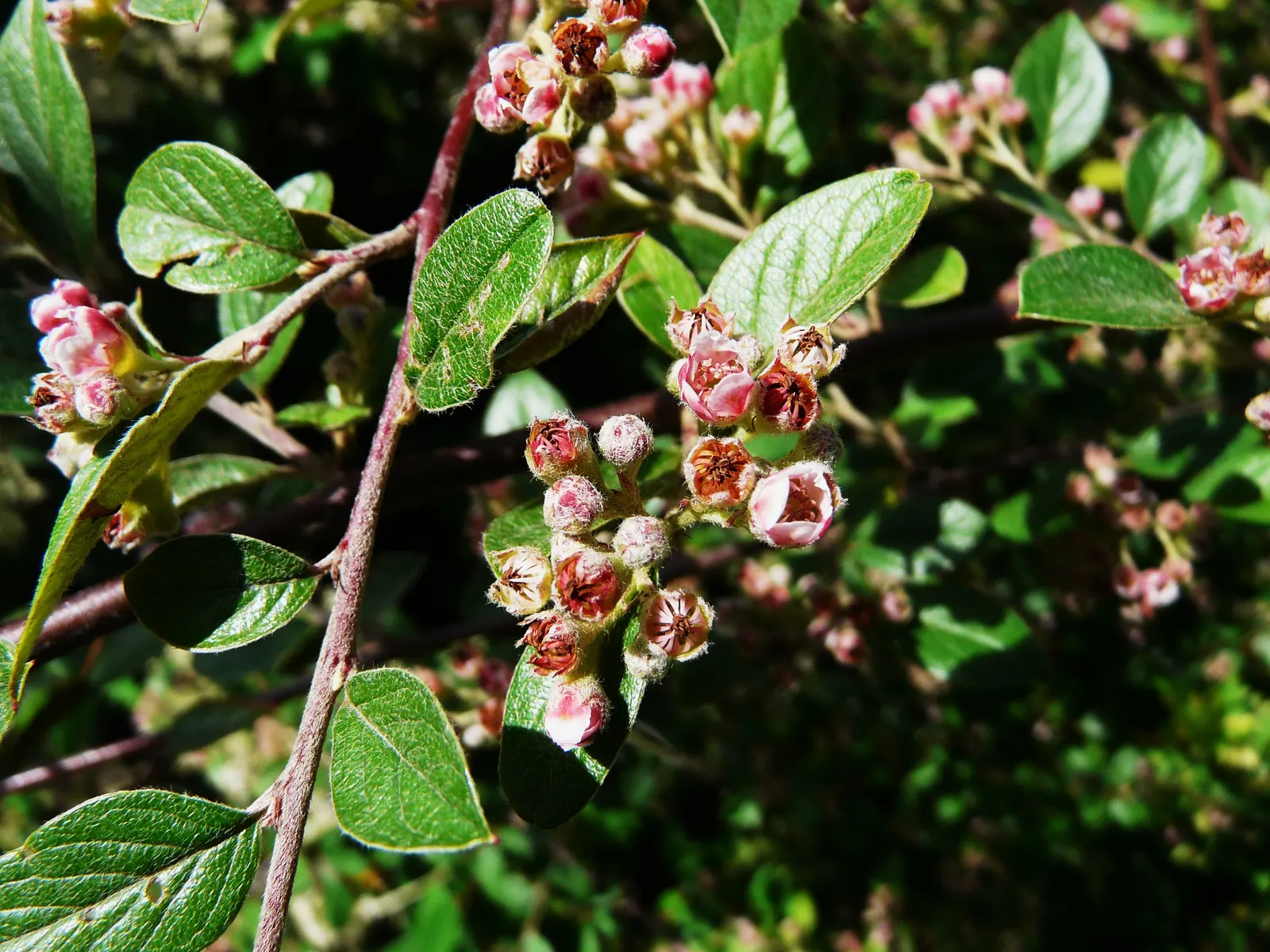 Gray Cotoneaster (Cotoneaster Franchetii) — pink-tinged white flowers
