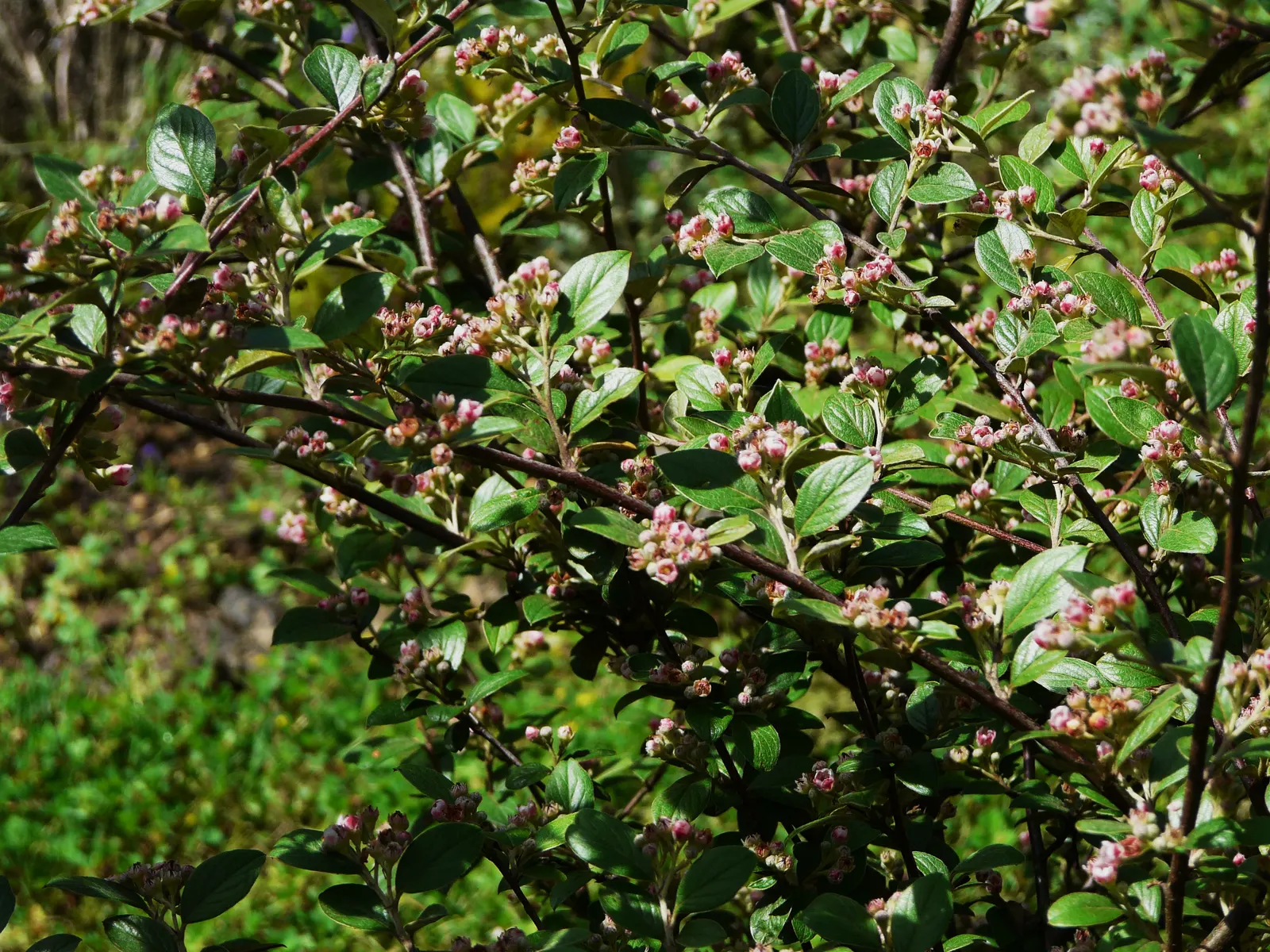 Gray Cotoneaster (Cotoneaster Franchetii) — Its gray-green leaves with white undersides support bright orange-red berries and soft pink blossoms; this hardy