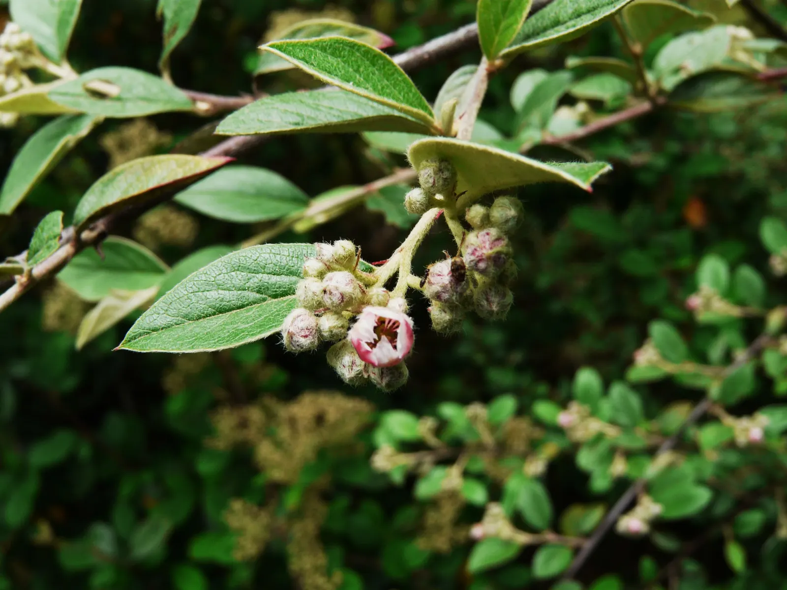 Gray Cotoneaster (Cotoneaster Franchetii) — further solidifying its role as a low-maintenance option for landscape designs