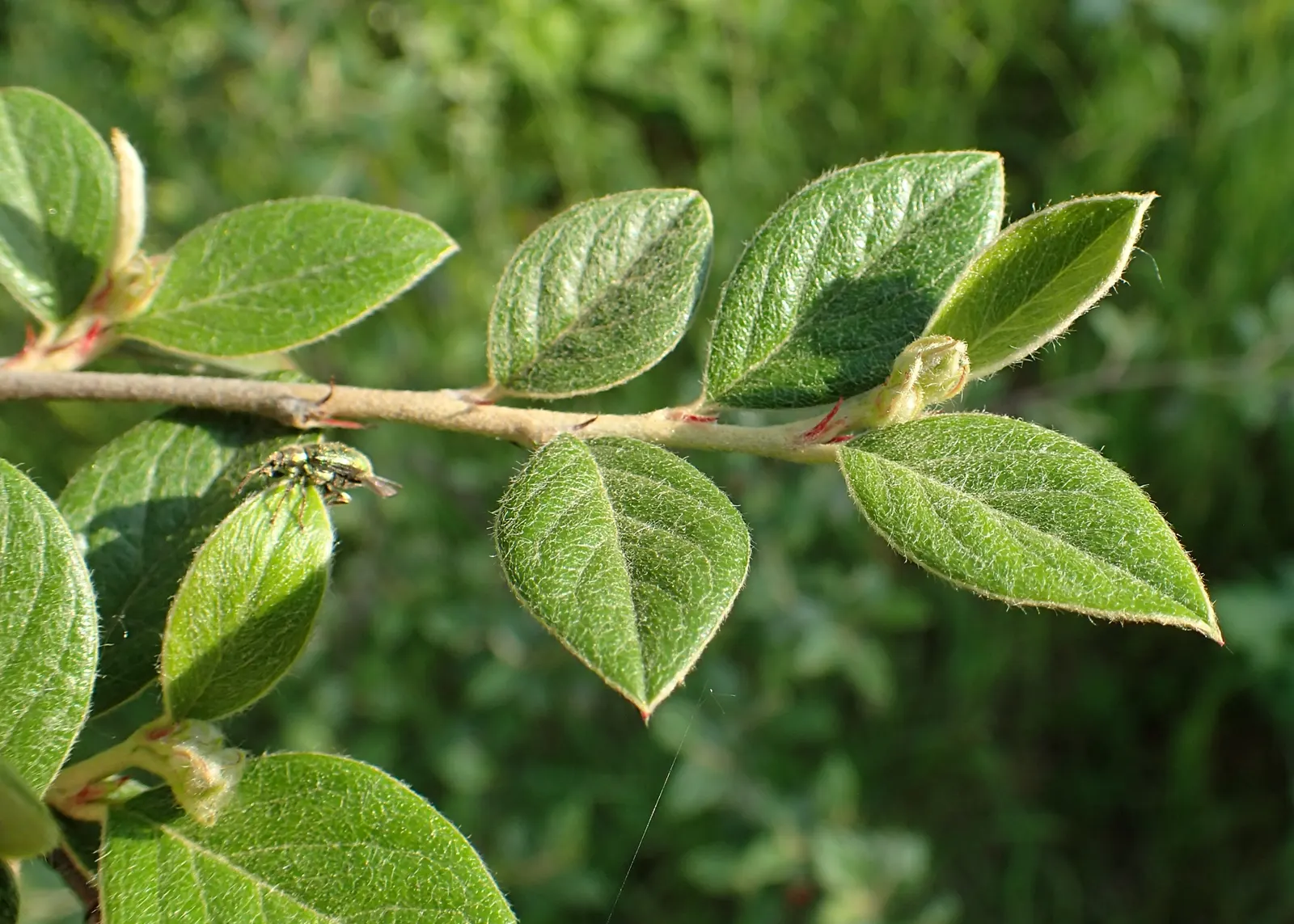 Gray Cotoneaster (Cotoneaster Franchetii) — evergreen shrub reaching 6 to 10 feet tall and wide