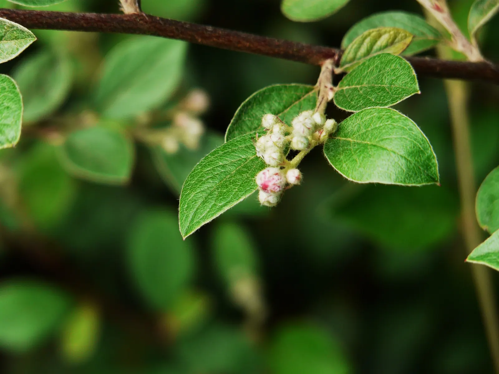 Gray Cotoneaster (Cotoneaster Franchetii) — The Gray Cotoneaster (Cotoneaster franchetii) is a resilient