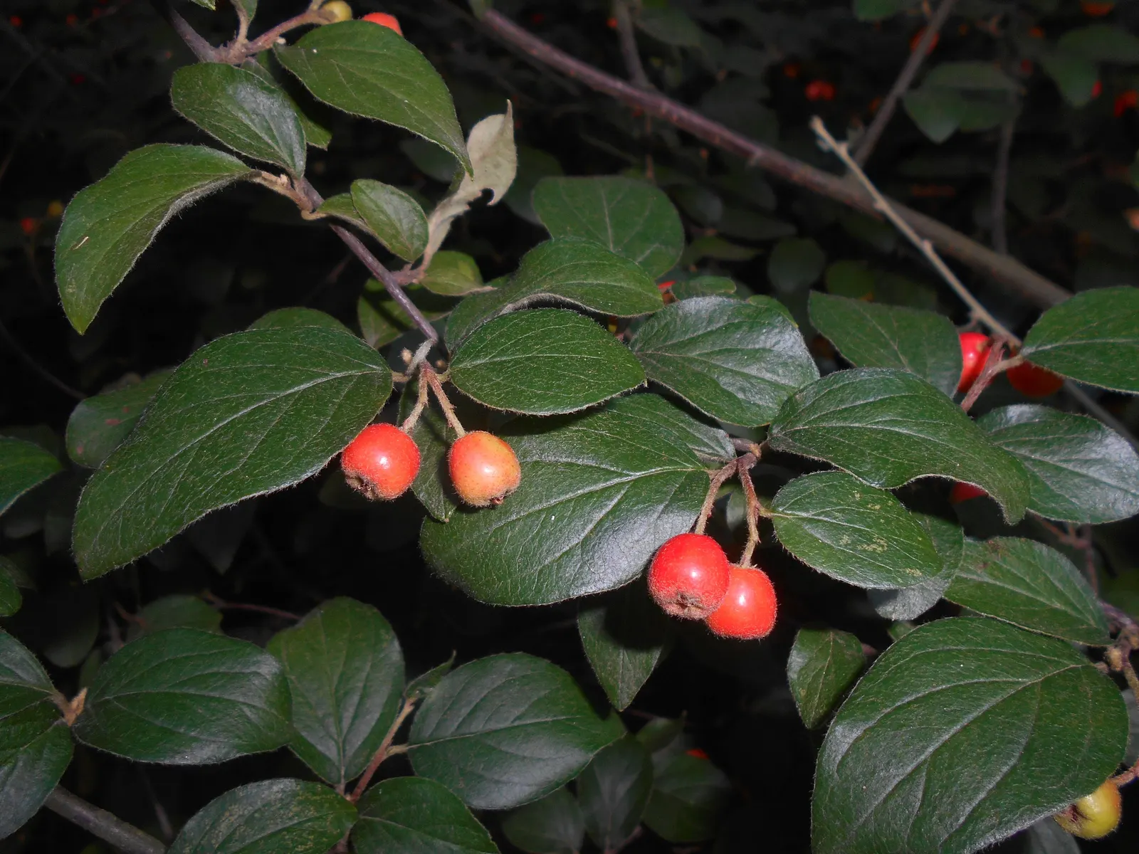 Gray Cotoneaster (Cotoneaster Franchetii) — The berries can persist into winter