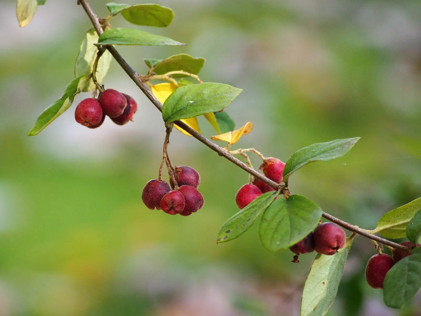 Gray Cotoneaster (Cotoneaster Franchetii) — enhancing the garden's visual interest.<br><br>Adaptable to various soil conditions