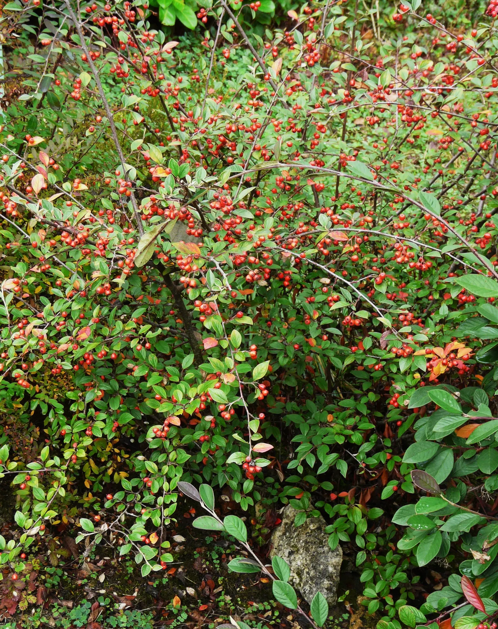 Gray Cotoneaster (Cotoneaster Franchetii) — pink-tinged white flowers; the Gray Cotoneaster (Cotoneaster franchetii) is a resilient