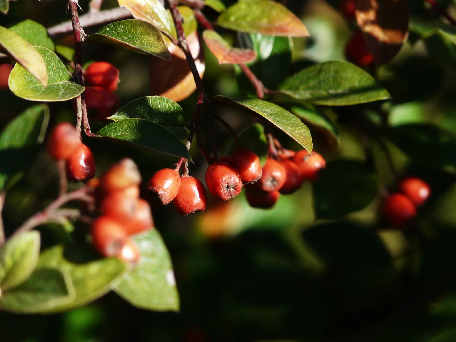 Gray Cotoneaster (Cotoneaster Franchetii) — making it an ideal choice for hedges; evergreen shrub reaching 6 to 10 feet tall and wide
