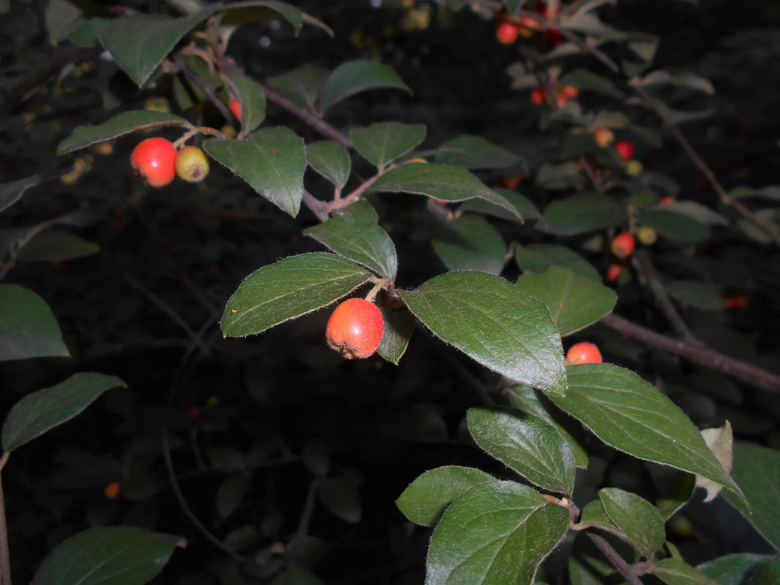 Gray Cotoneaster (Cotoneaster Franchetii) — The Gray Cotoneaster (Cotoneaster franchetii) is a resilient; suited for USDA zones 7-8, it thrives in full sun to