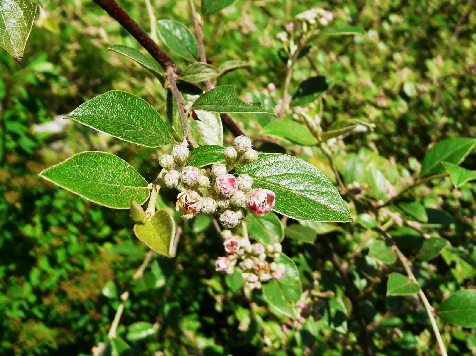 Gray Cotoneaster (Cotoneaster Franchetii) — Regular pruning may be necessary to maintain its shape and promote a healthy, dense growth habit