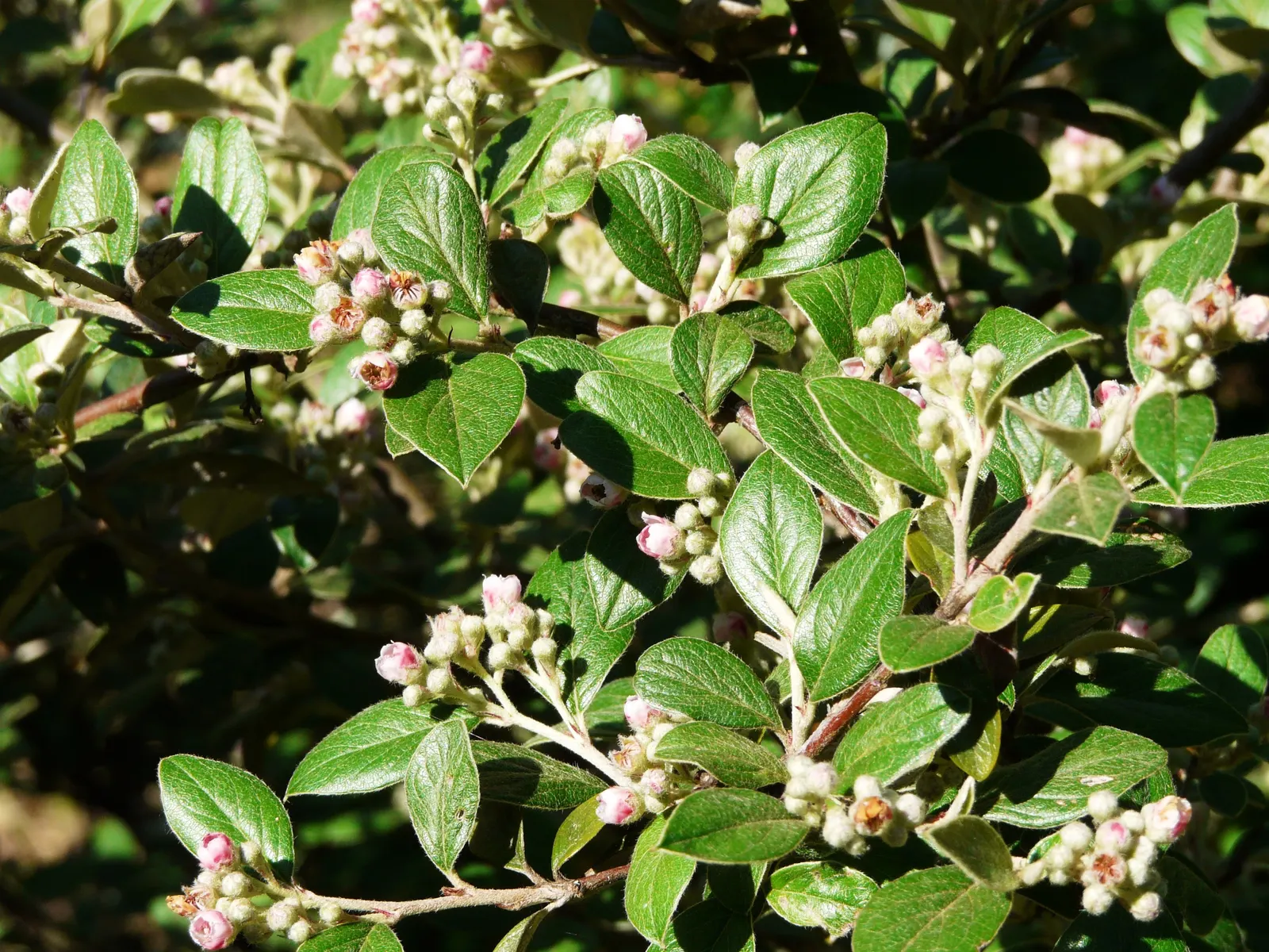 Gray Cotoneaster (Cotoneaster Franchetii) — adding an attractive splash of color and providing food for birds; cotoneaster franchetii requires well-drained