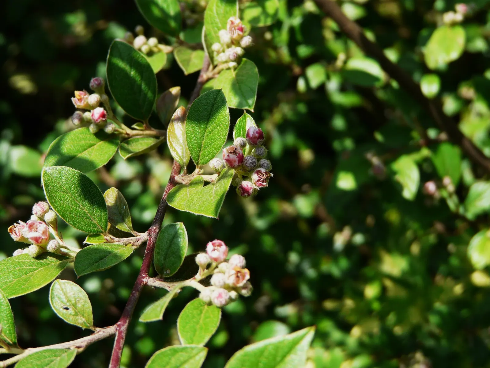 Gray Cotoneaster (Cotoneaster Franchetii) — making it an ideal choice for hedges