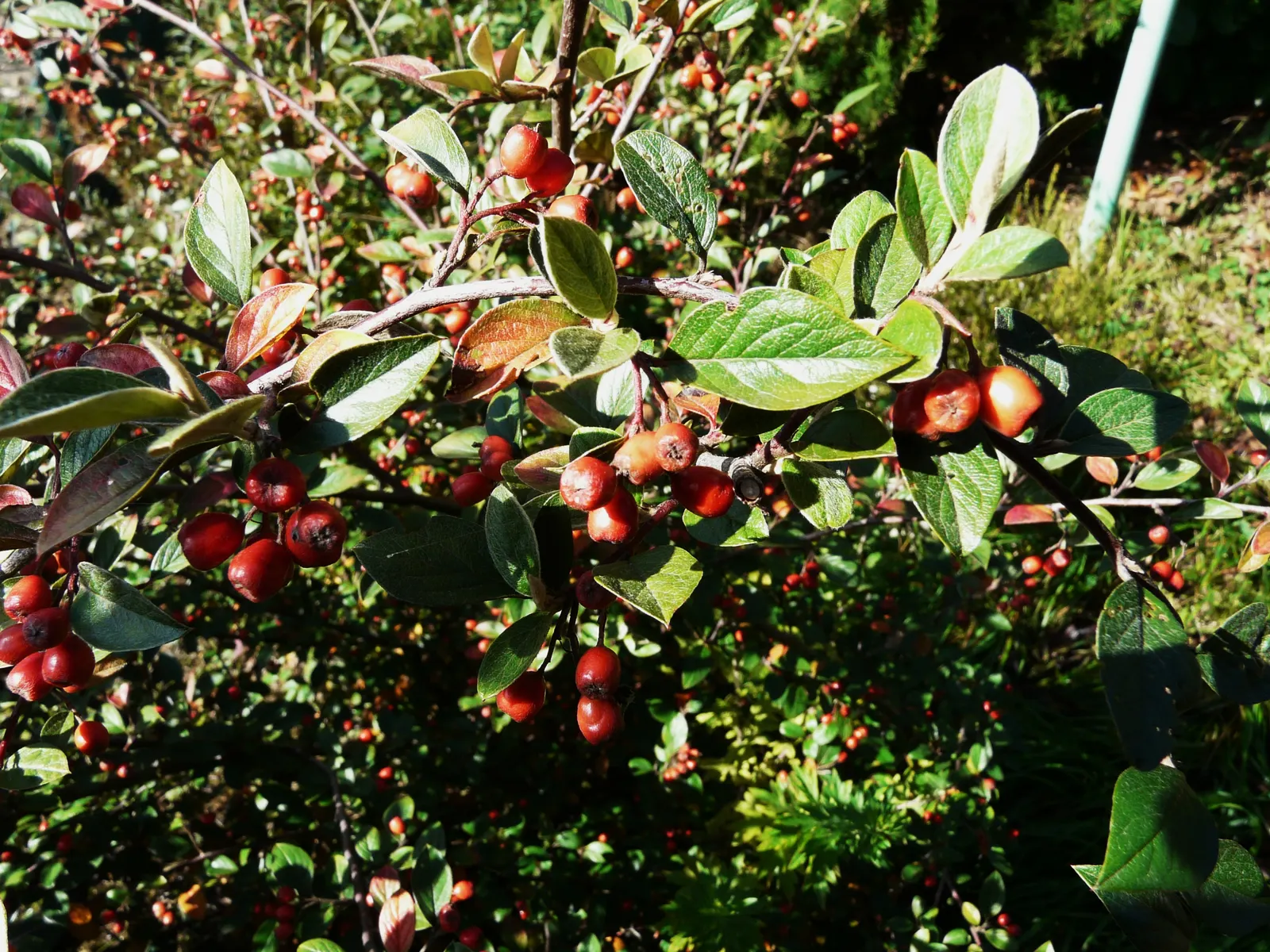 Gray Cotoneaster (Cotoneaster Franchetii) — evergreen to semi-evergreen shrub that offers year-round interest in the landscape