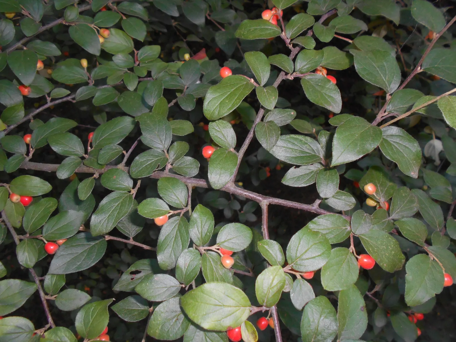 Gray Cotoneaster (Cotoneaster Franchetii) — evergreen to semi-evergreen shrub that offers year-round interest in the landscape; regular pruning may be