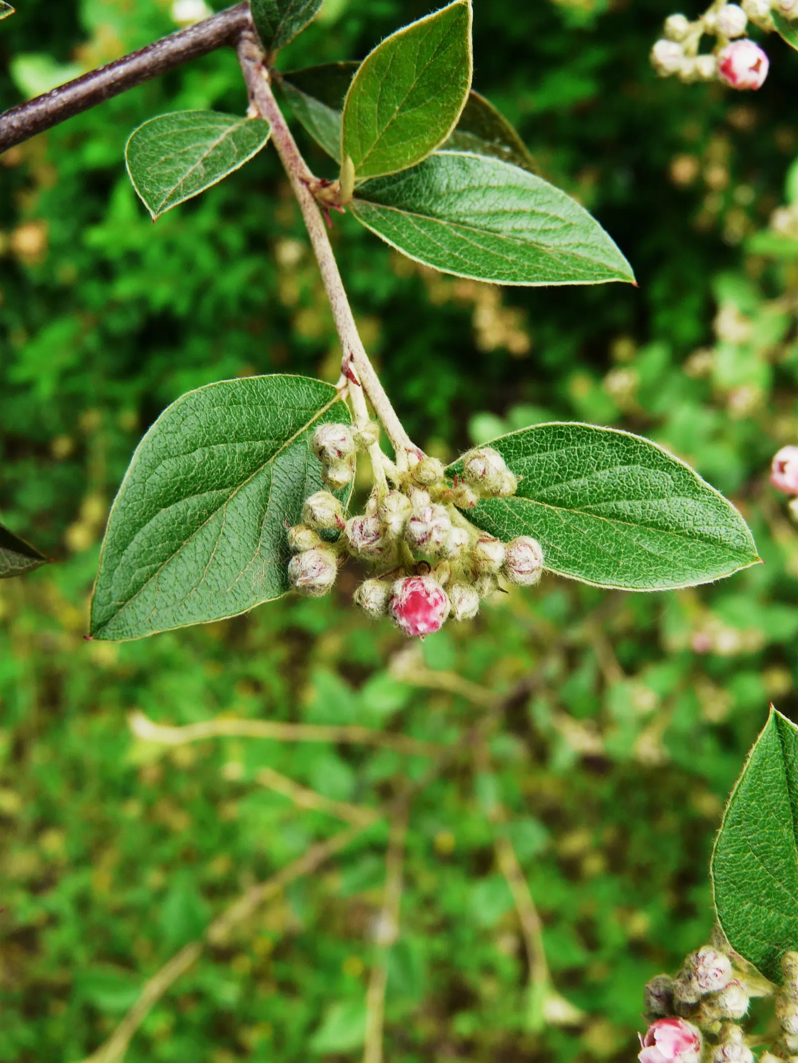 Gray Cotoneaster (Cotoneaster Franchetii) — The berries can persist into winter; shrub for full