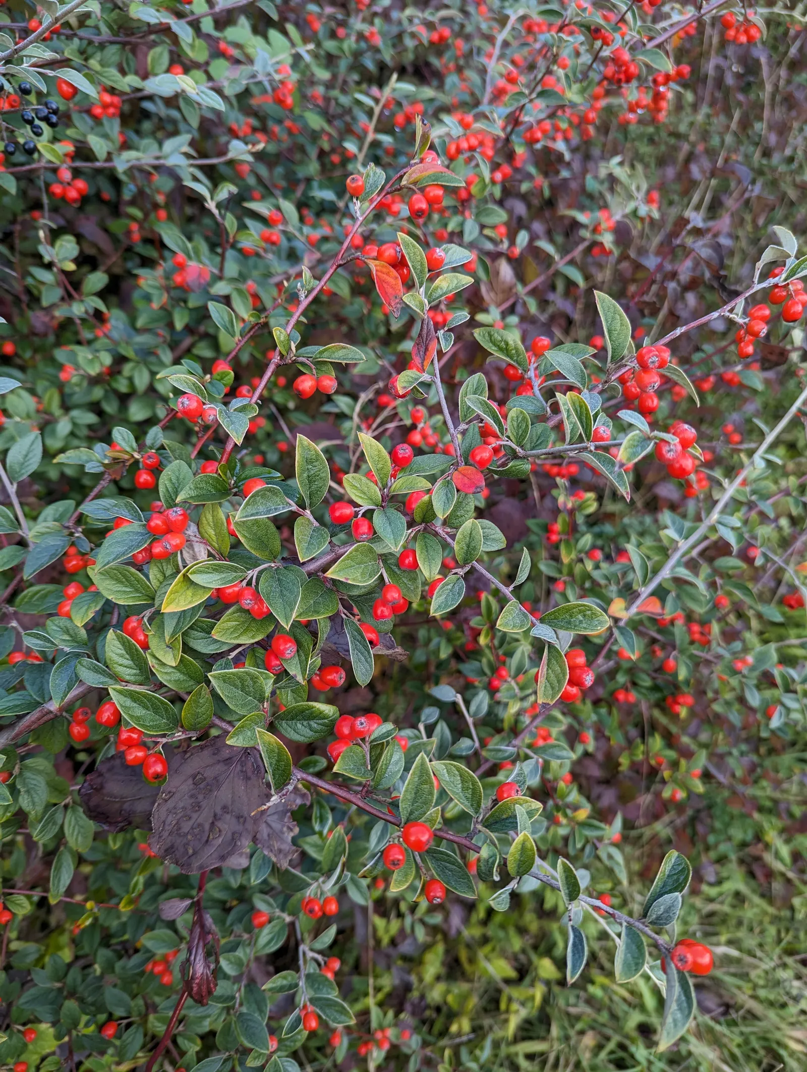 Gray Cotoneaster (Cotoneaster Franchetii) — this hardy shrub is drought-tolerant