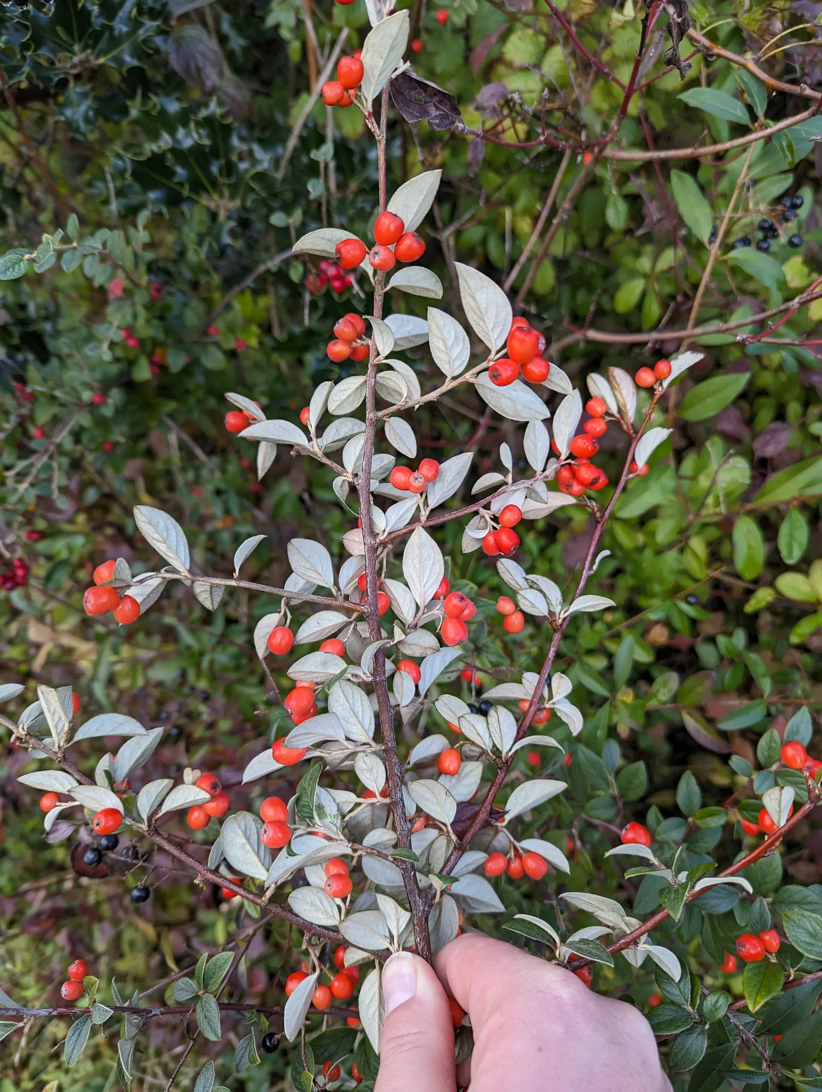 Gray Cotoneaster (Cotoneaster Franchetii) — 1 to 1.5 inch ovate leaves with a distinctive gray-green color on top and a felted white underside; in late spring