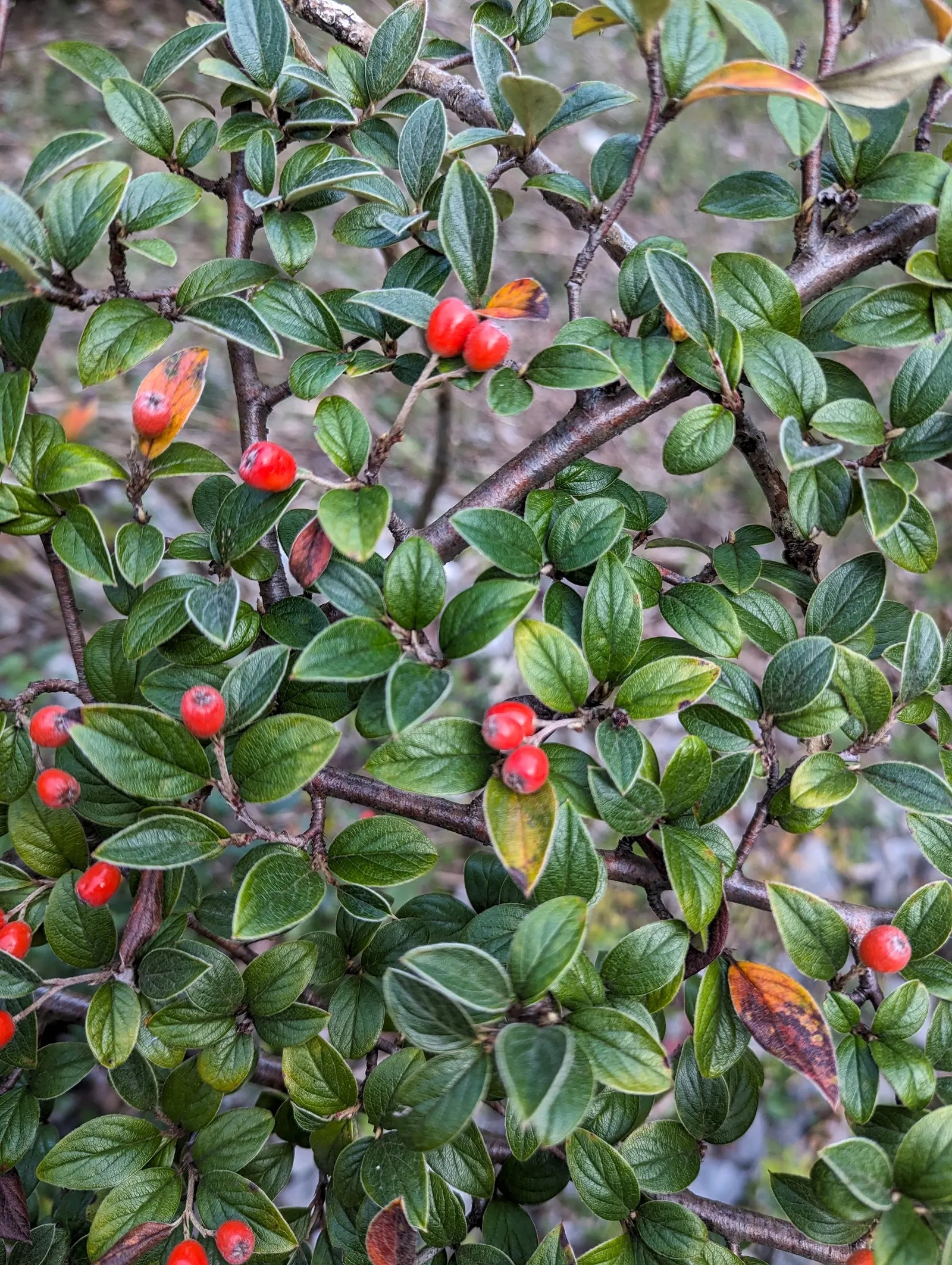 Gray Cotoneaster (Cotoneaster Franchetii) — shrub with white blooms