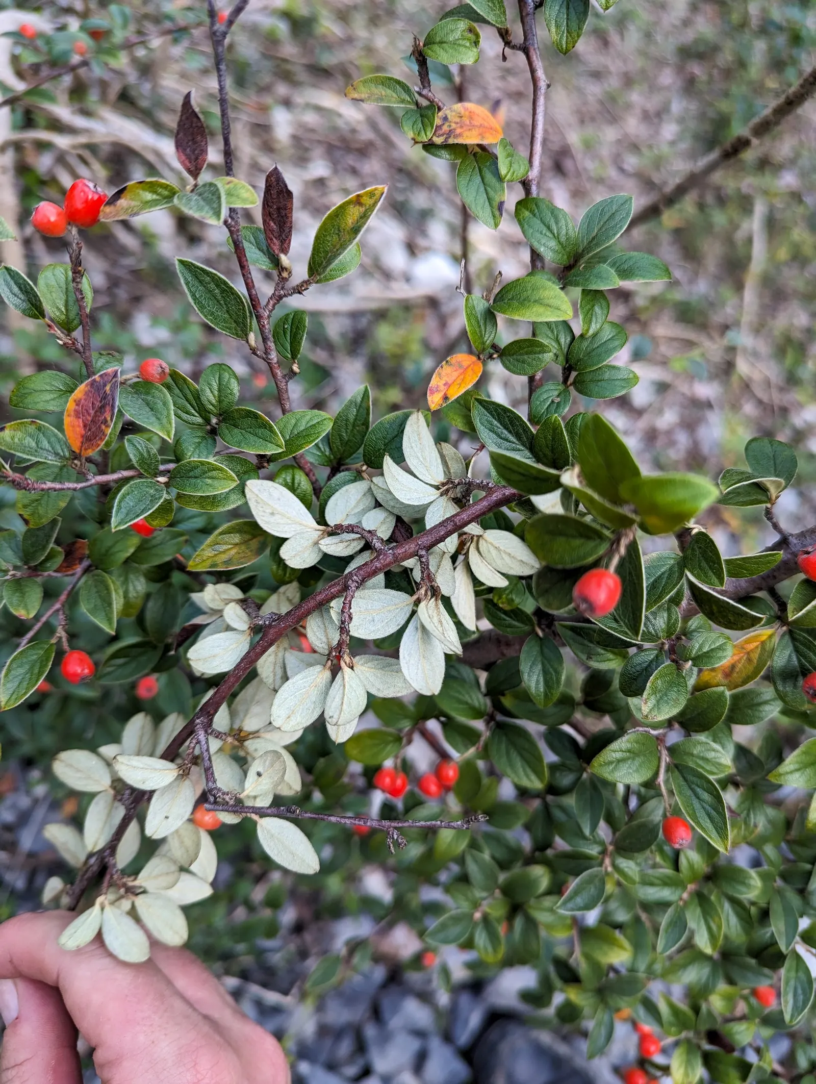 Gray Cotoneaster (Cotoneaster Franchetii) — 1 to 1.5 inch ovate leaves with a distinctive gray-green color on top and a felted white underside