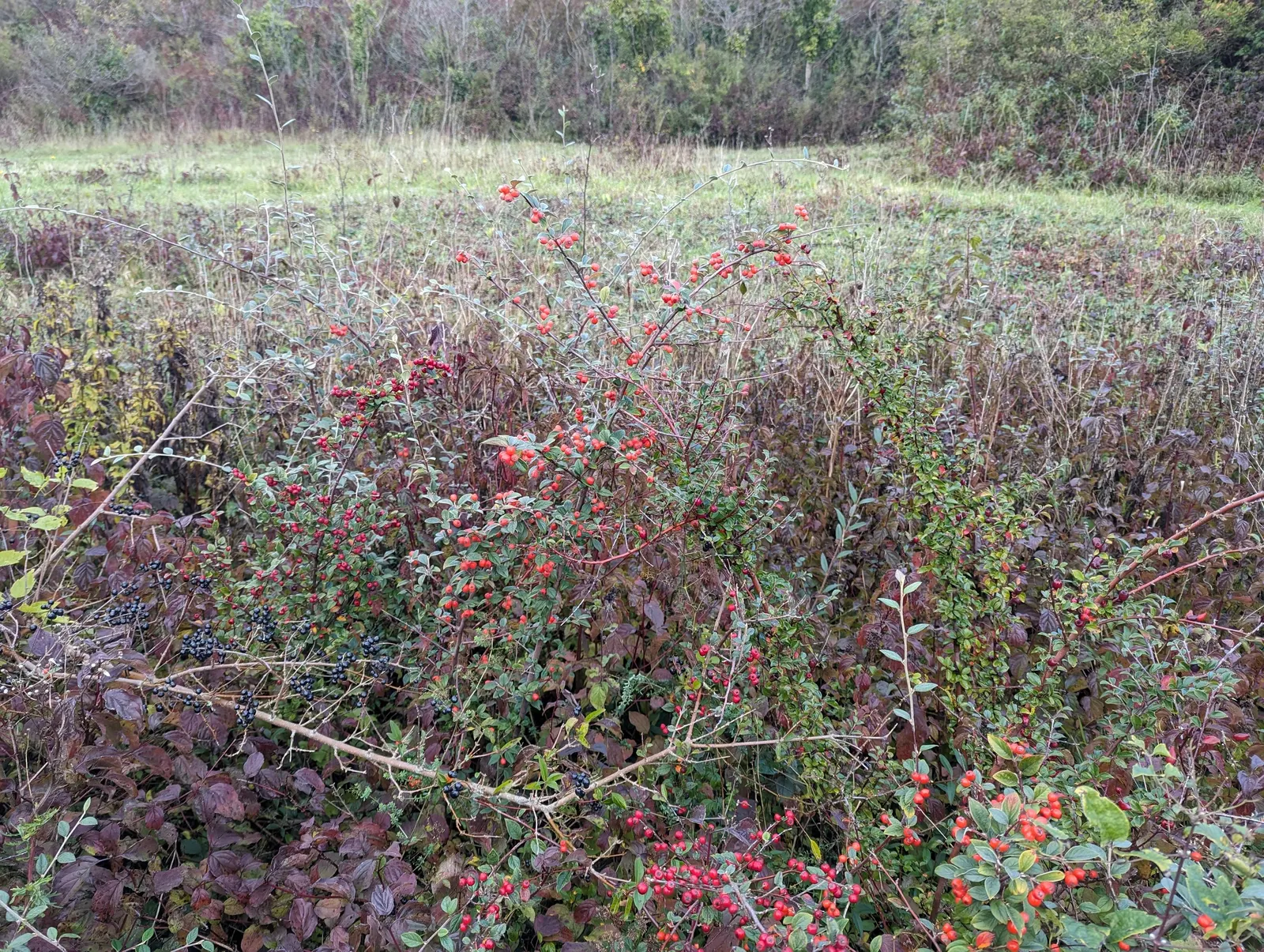 Gray Cotoneaster (Cotoneaster Franchetii) — In late spring to early summer; it prefers a spot that receives at least 4 to 6 hours of direct sunlight for