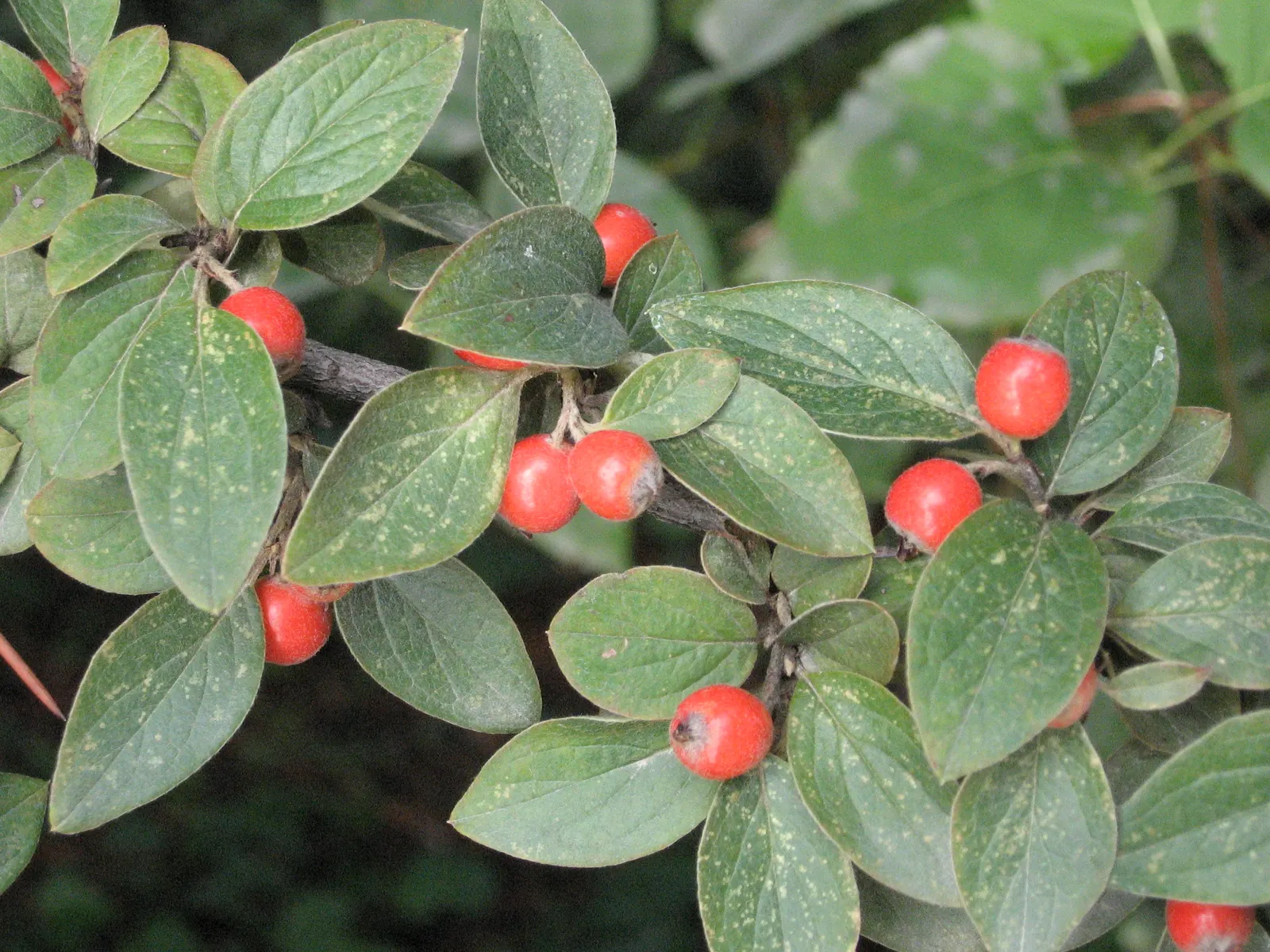 Gray Cotoneaster (Cotoneaster Franchetii) — Suited for USDA zones 7-8, it thrives in full sun to part shade and requires moderate watering