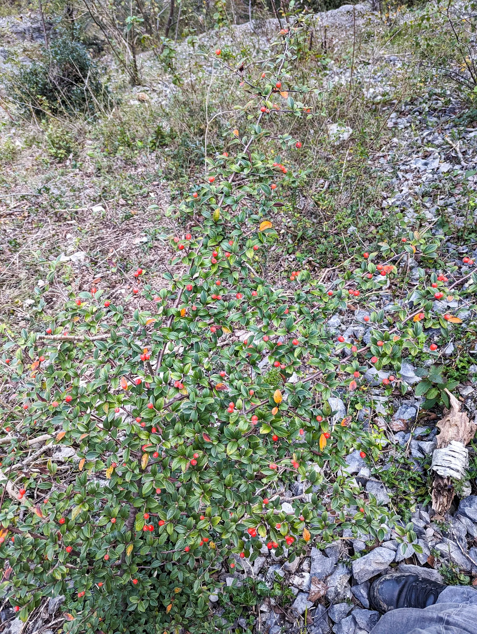 Gray Cotoneaster (Cotoneaster Franchetii) — adding an attractive splash of color and providing food for birds