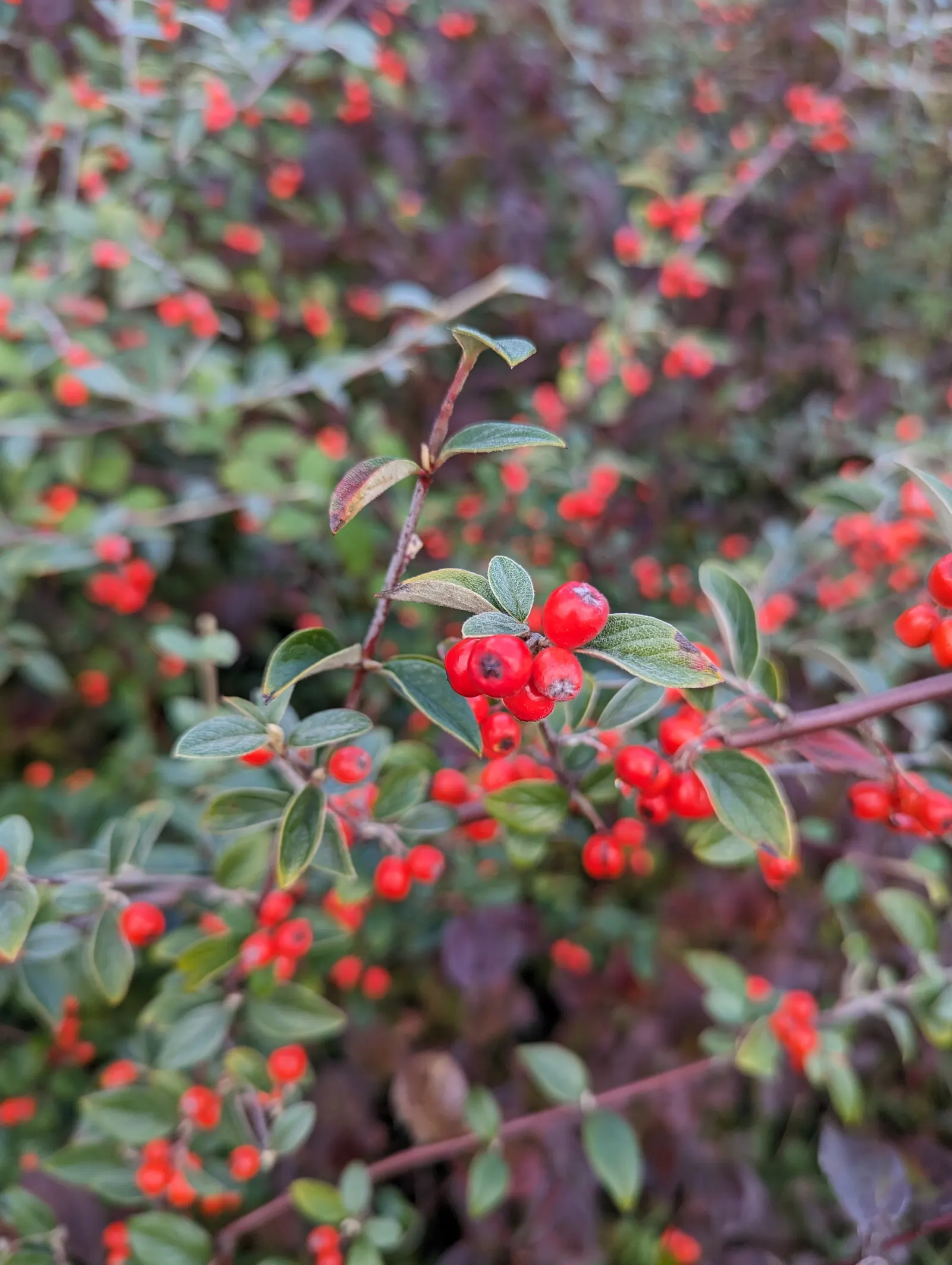 Gray Cotoneaster (Cotoneaster Franchetii) — Cotoneaster franchetii requires well-drained soil and can tolerate both full sun and partial shade
