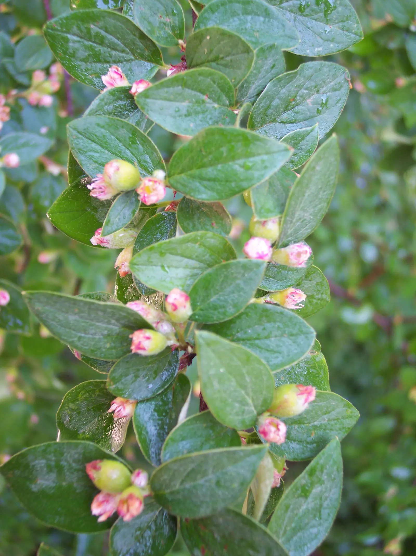 Gray Cotoneaster (Cotoneaster Franchetii) — Ideal for hedges or mass plantings, it offers year-round interest and is drought-tolerant once, image 27