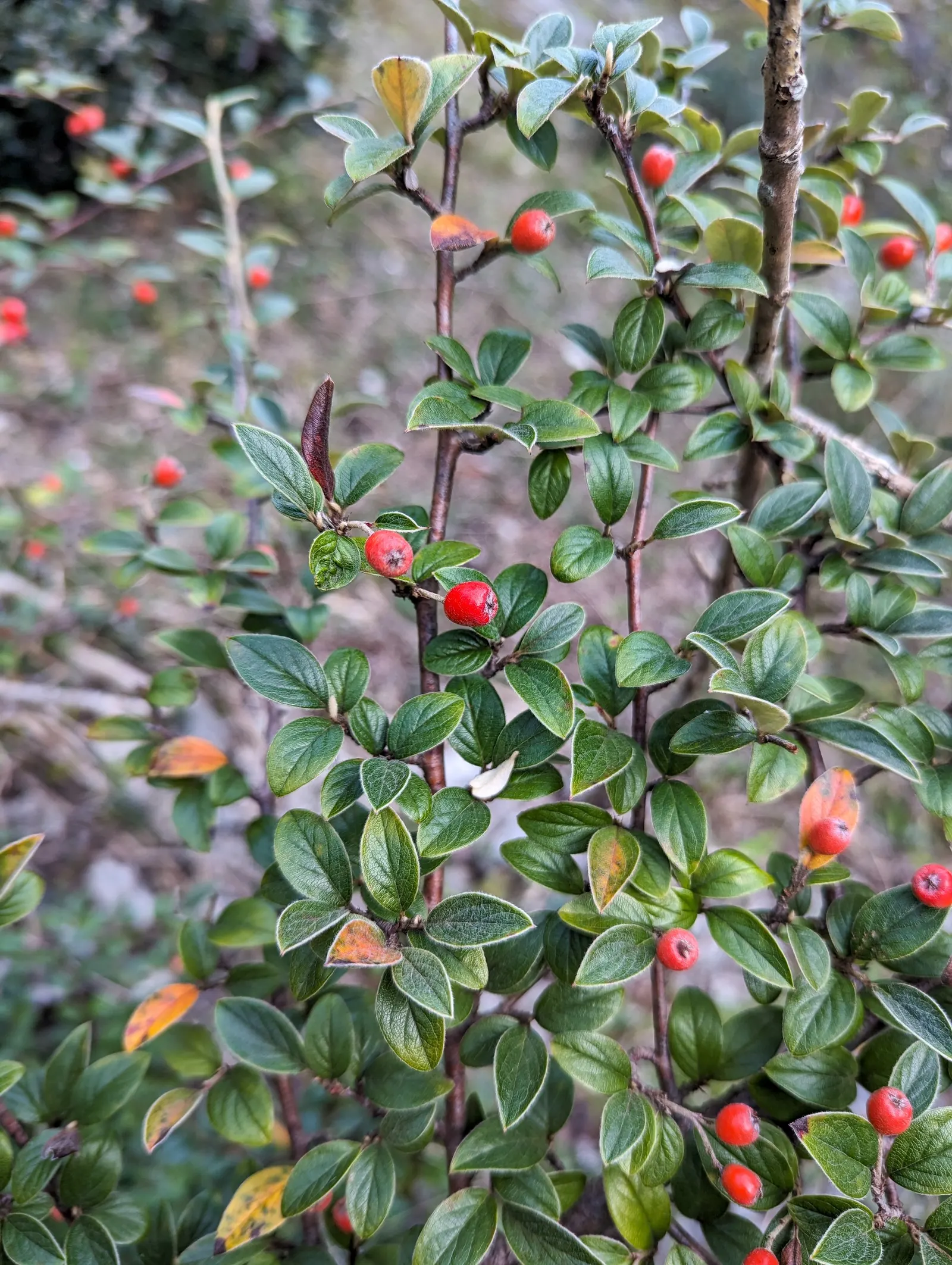 Gray Cotoneaster (Cotoneaster Franchetii) — It prefers a spot that receives at least 4 to 6 hours of direct sunlight for optimal flowering and fruiting
