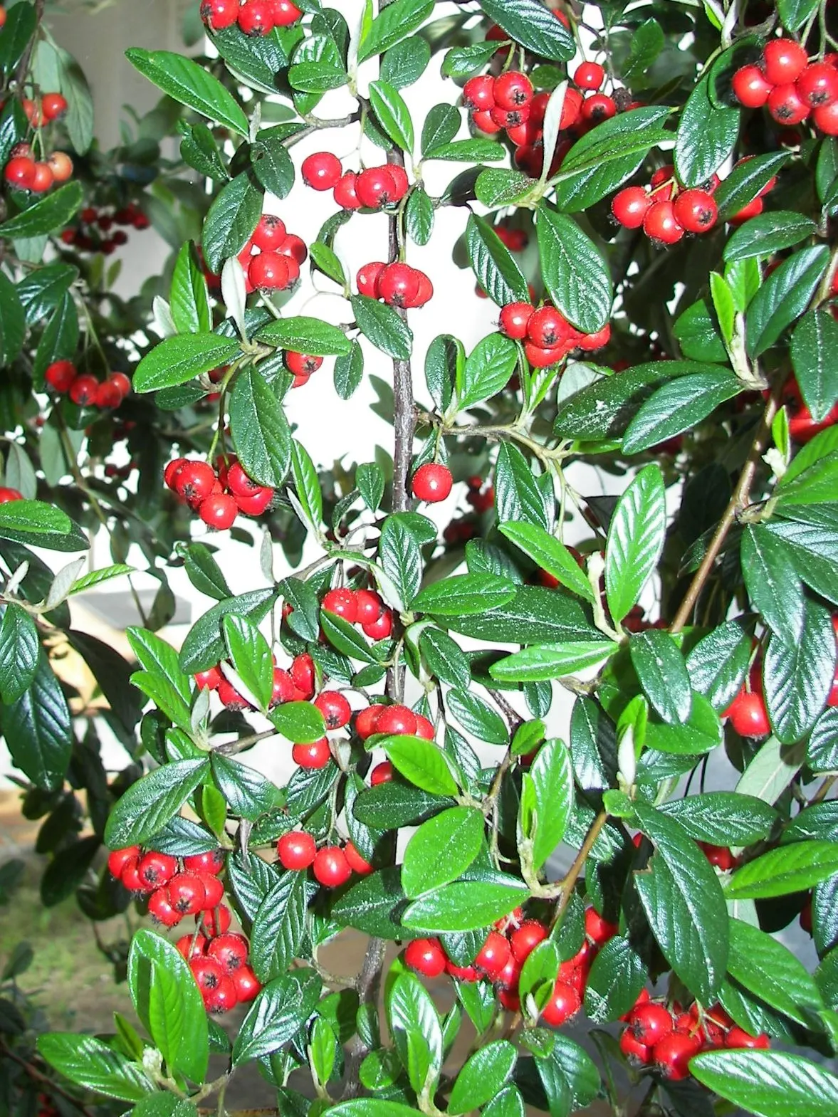 Gray Cotoneaster (Cotoneaster Franchetii) — Its gray-green leaves with white undersides support bright orange-red berries and soft pink blossoms