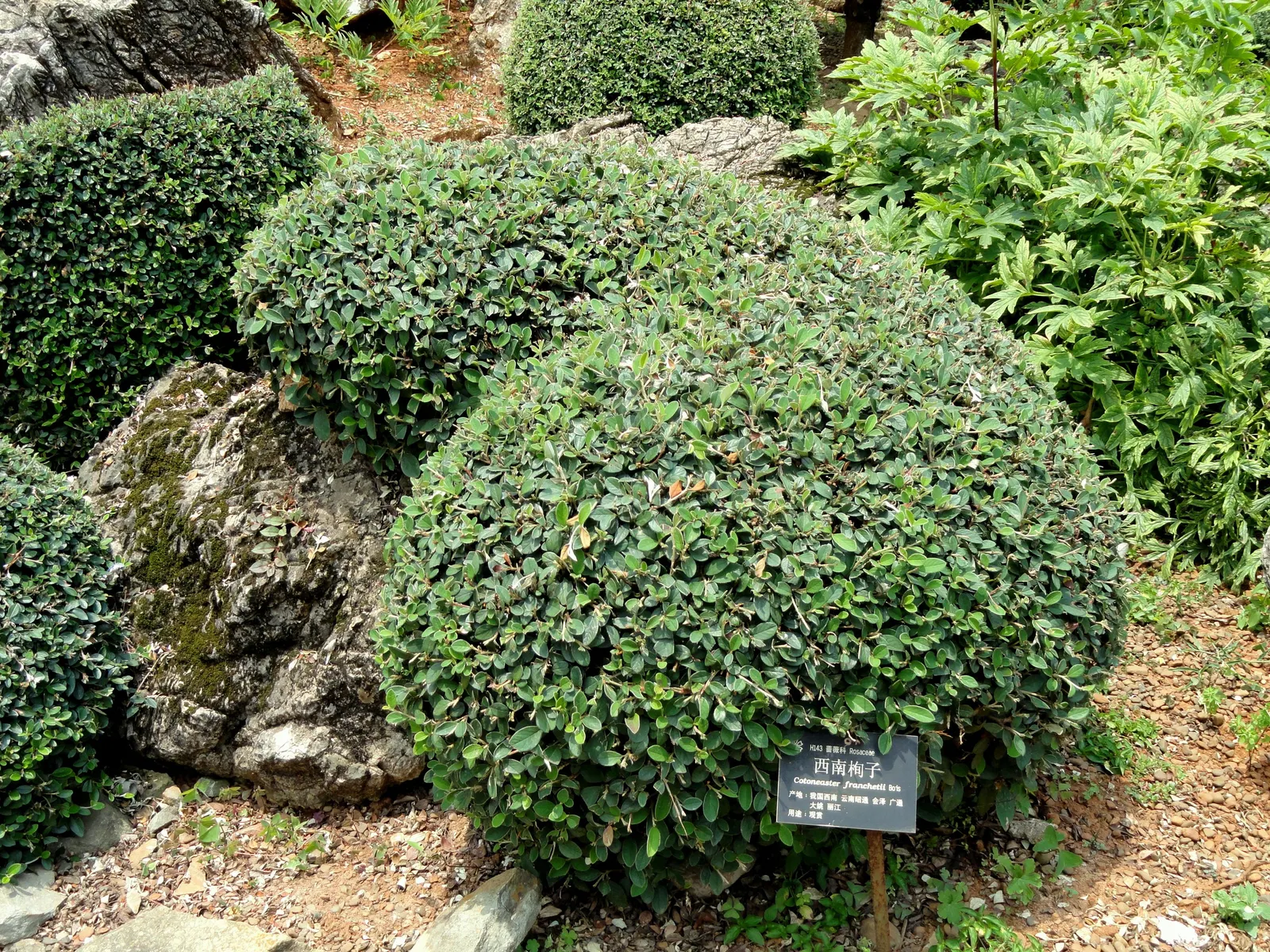 Gray Cotoneaster (Cotoneaster Franchetii) — Suited for USDA zones 7-8, it thrives in full sun to part shade and requires moderate watering; its gray-green