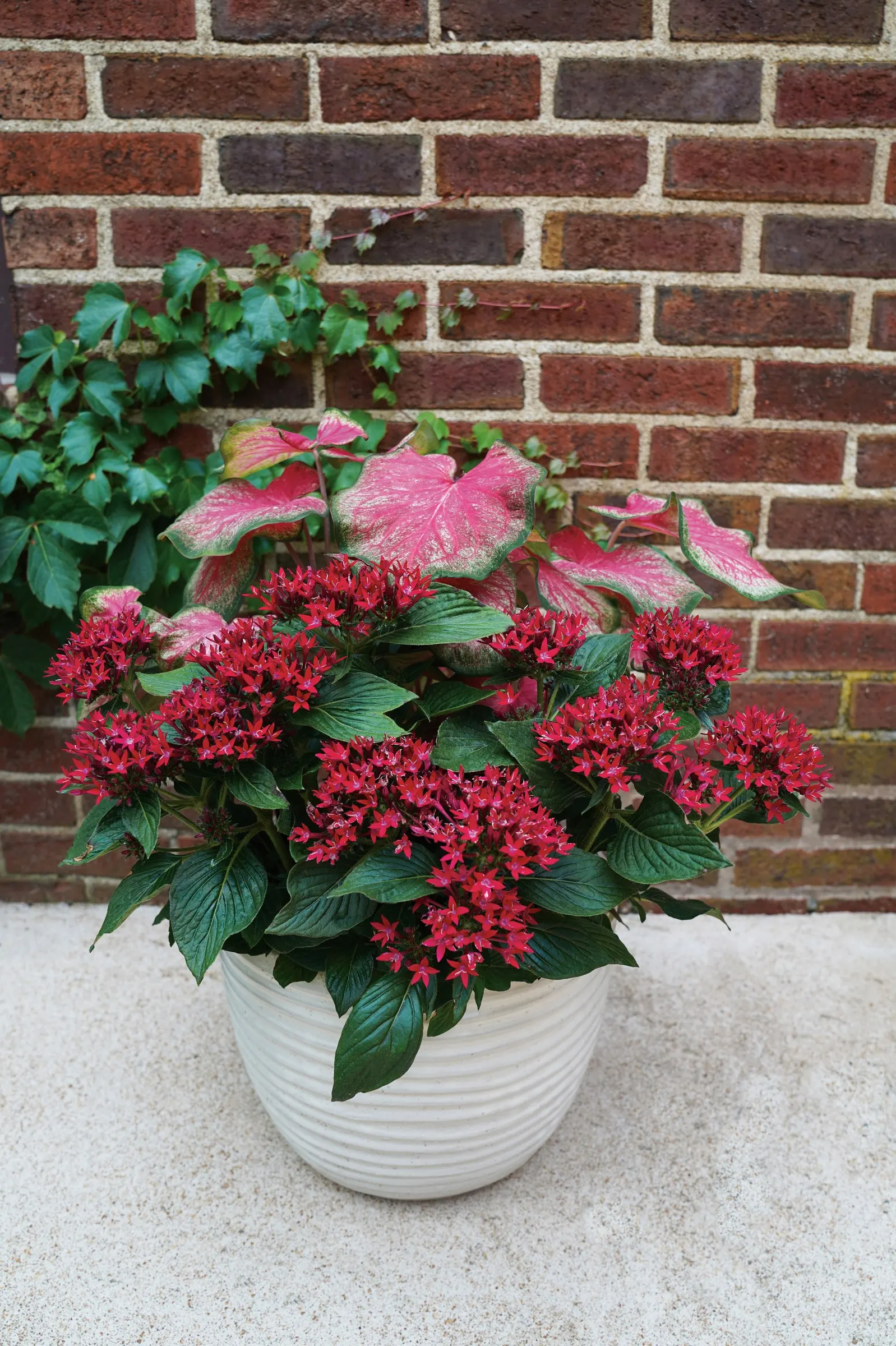 Scarlet Flame Sun or Shade Caladium (Caladium hortulanum) — Best in warm, humid conditions, it thrives in sun or shade with moist, well-drained soil and