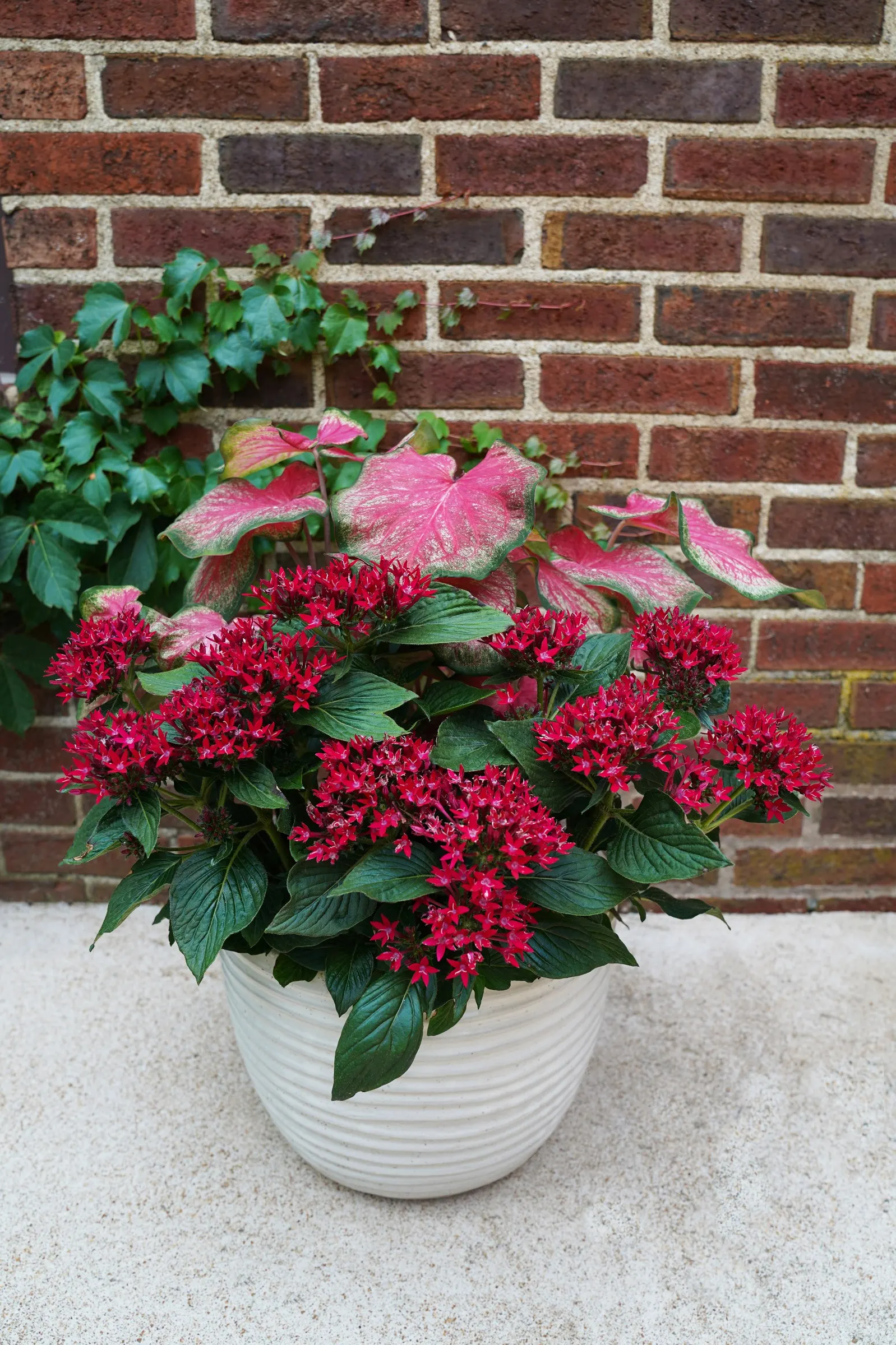 Scarlet Flame Sun or Shade Caladium (Caladium hortulanum) — where it may be used as a warm-climate landscape plant; in cooler regions